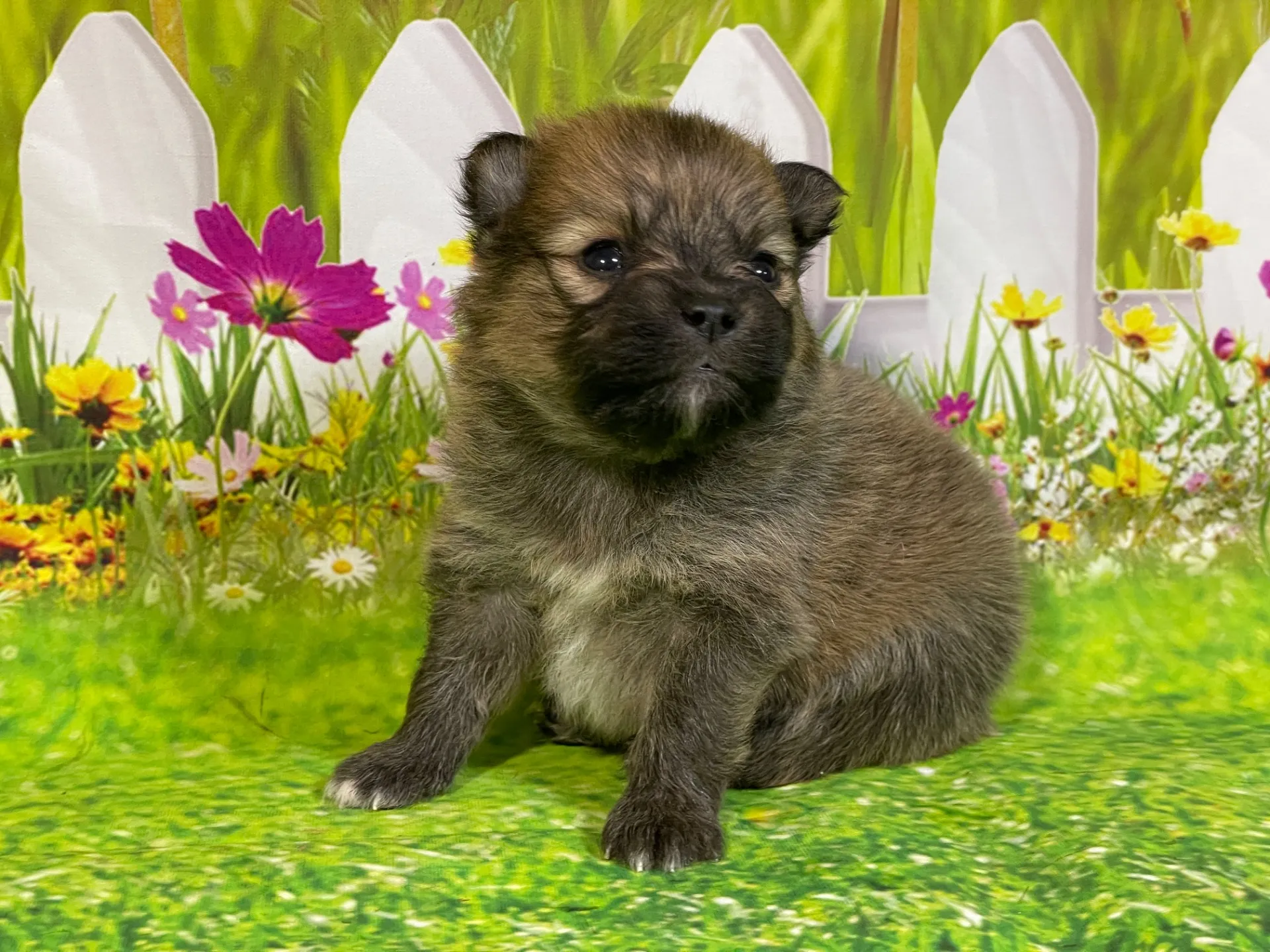 5/11生　<売約済>ポメラニアン