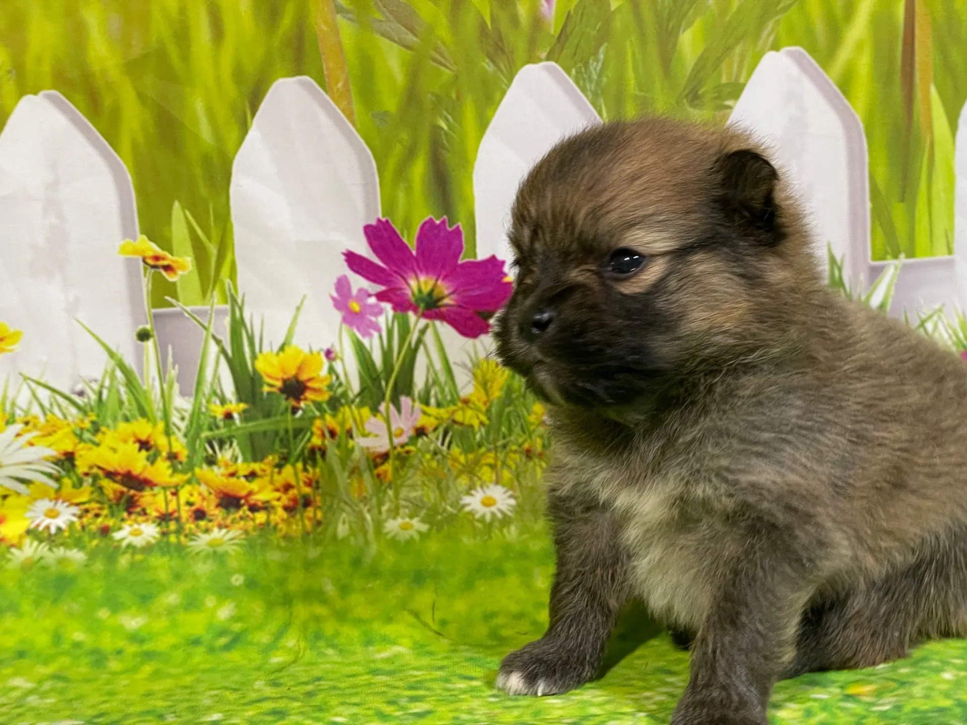 5/11生　<売約済>ポメラニアン