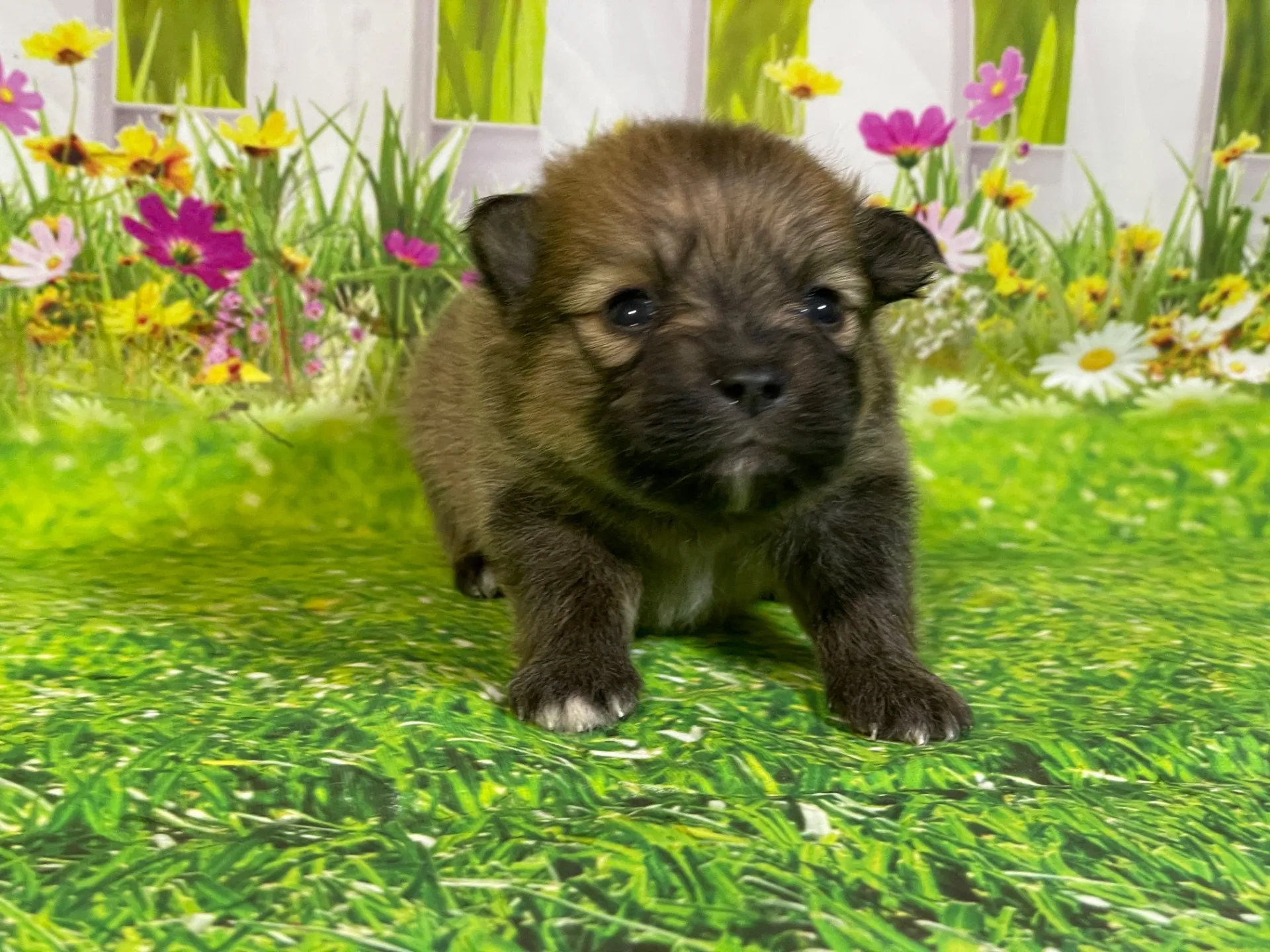 5/11生　<売約済>ポメラニアン