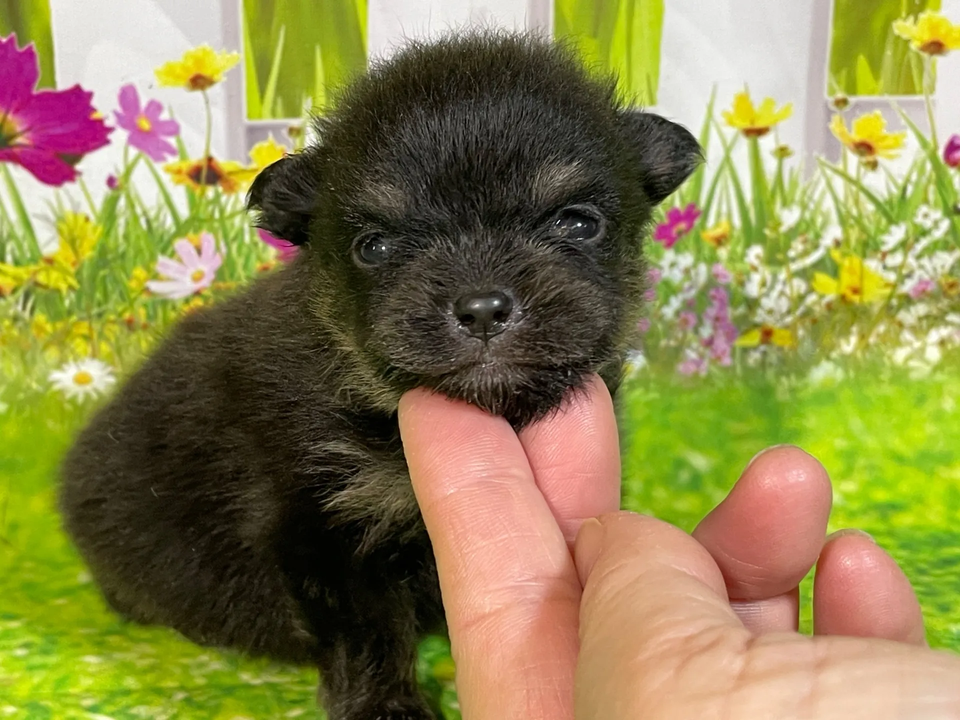 5/11生　<売約済>ポメラニアン