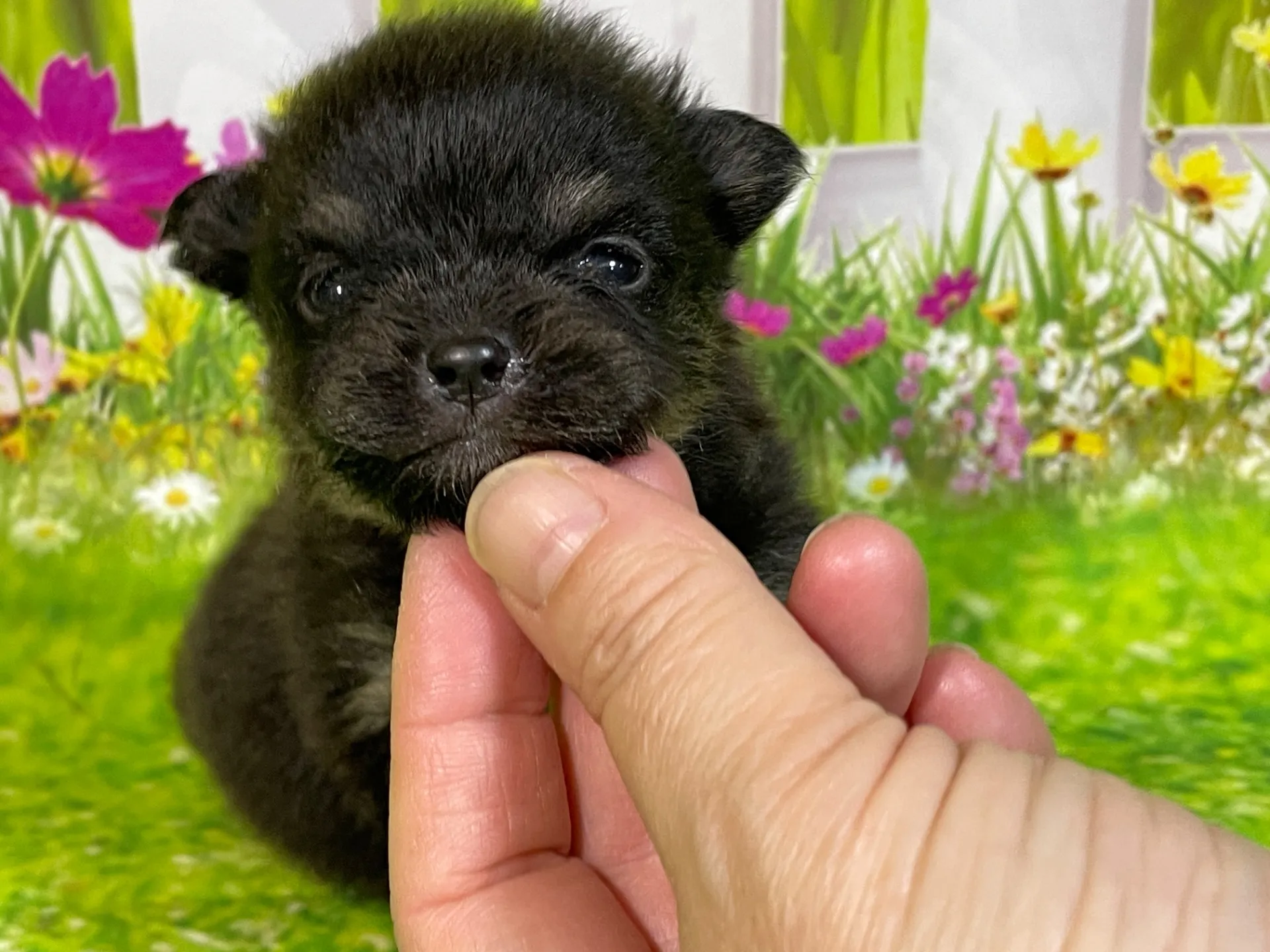 5/11生　<売約済>ポメラニアン