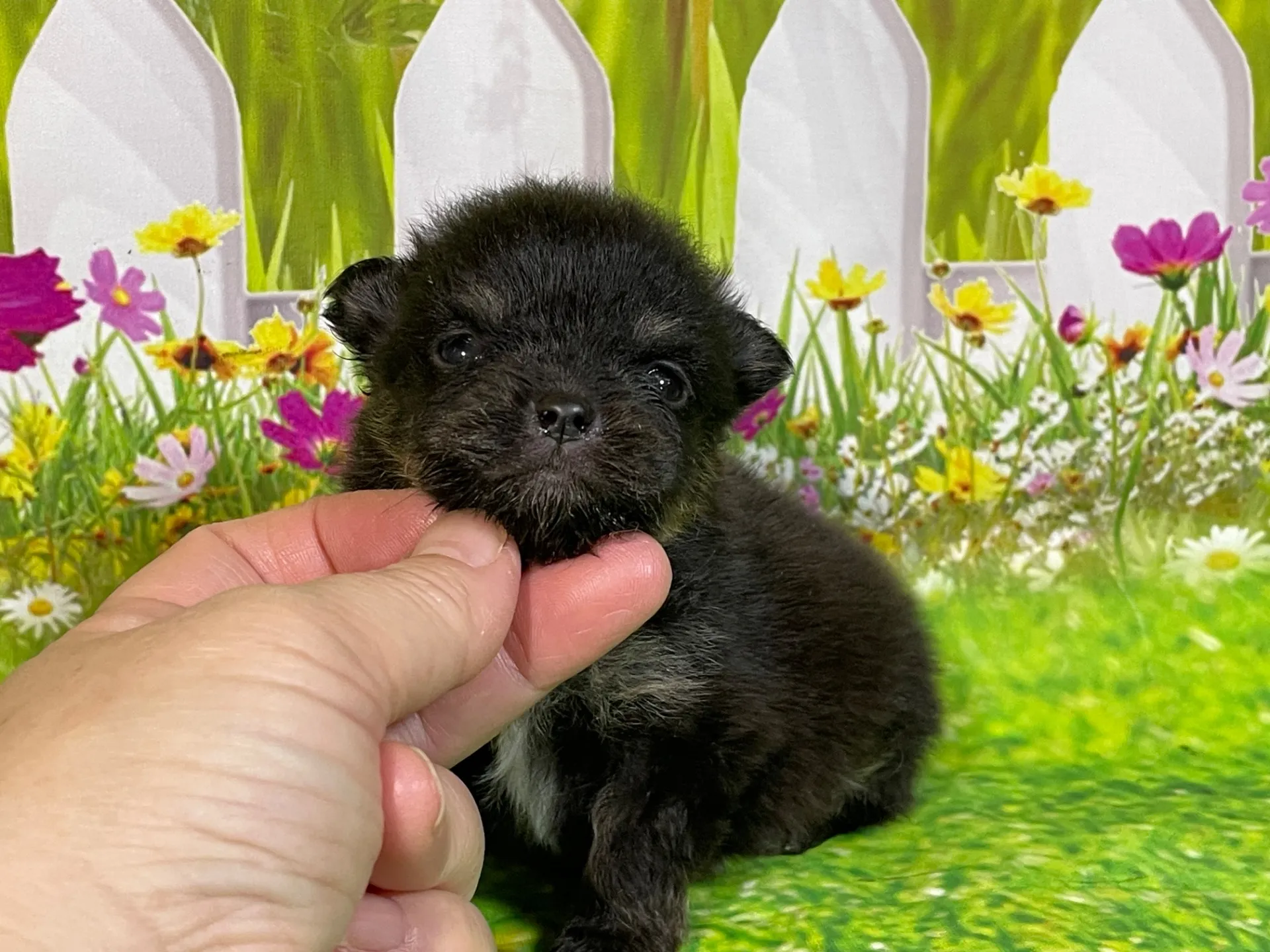 5/11生　<売約済>ポメラニアン