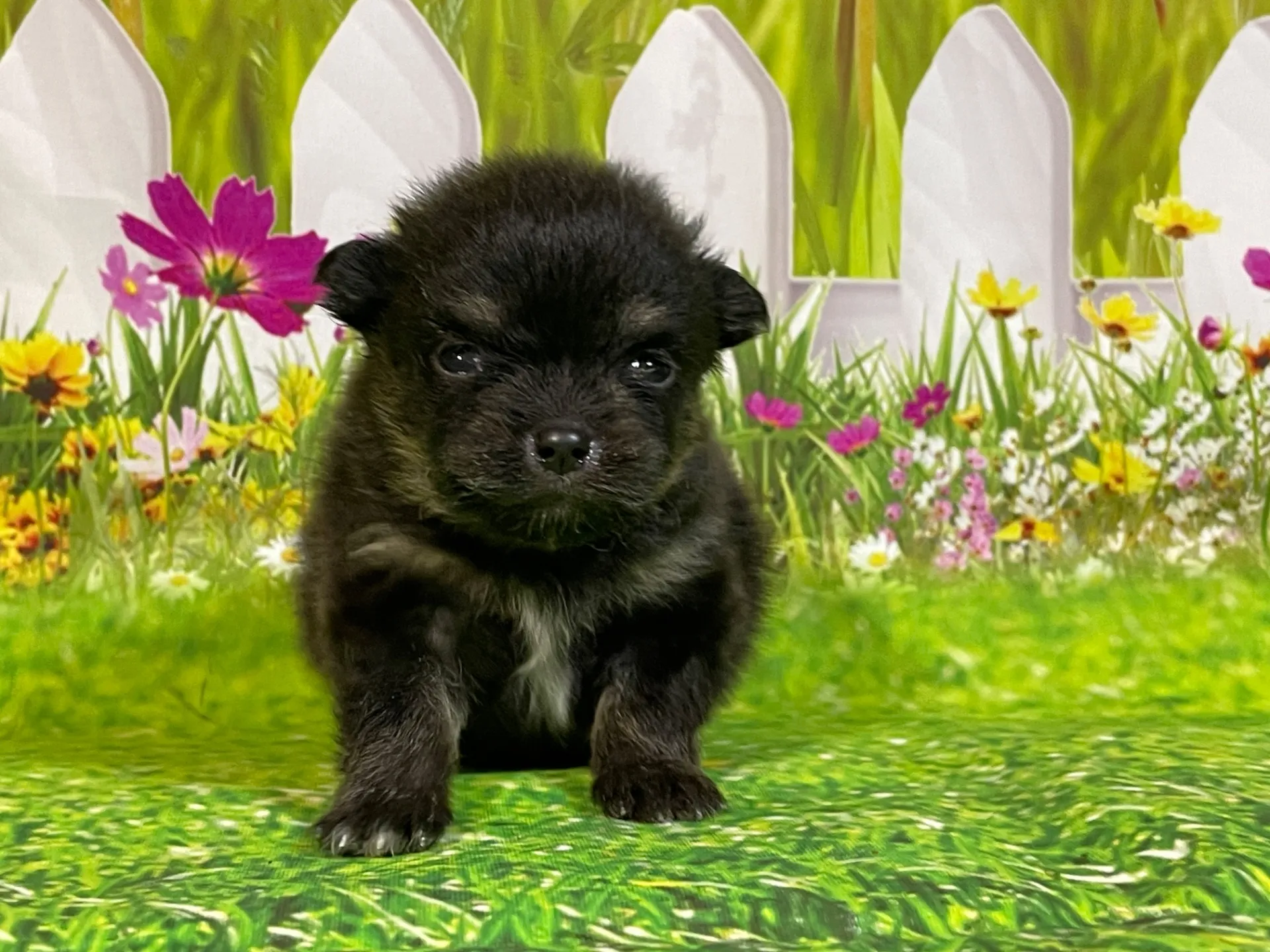 5/11生　<売約済>ポメラニアン