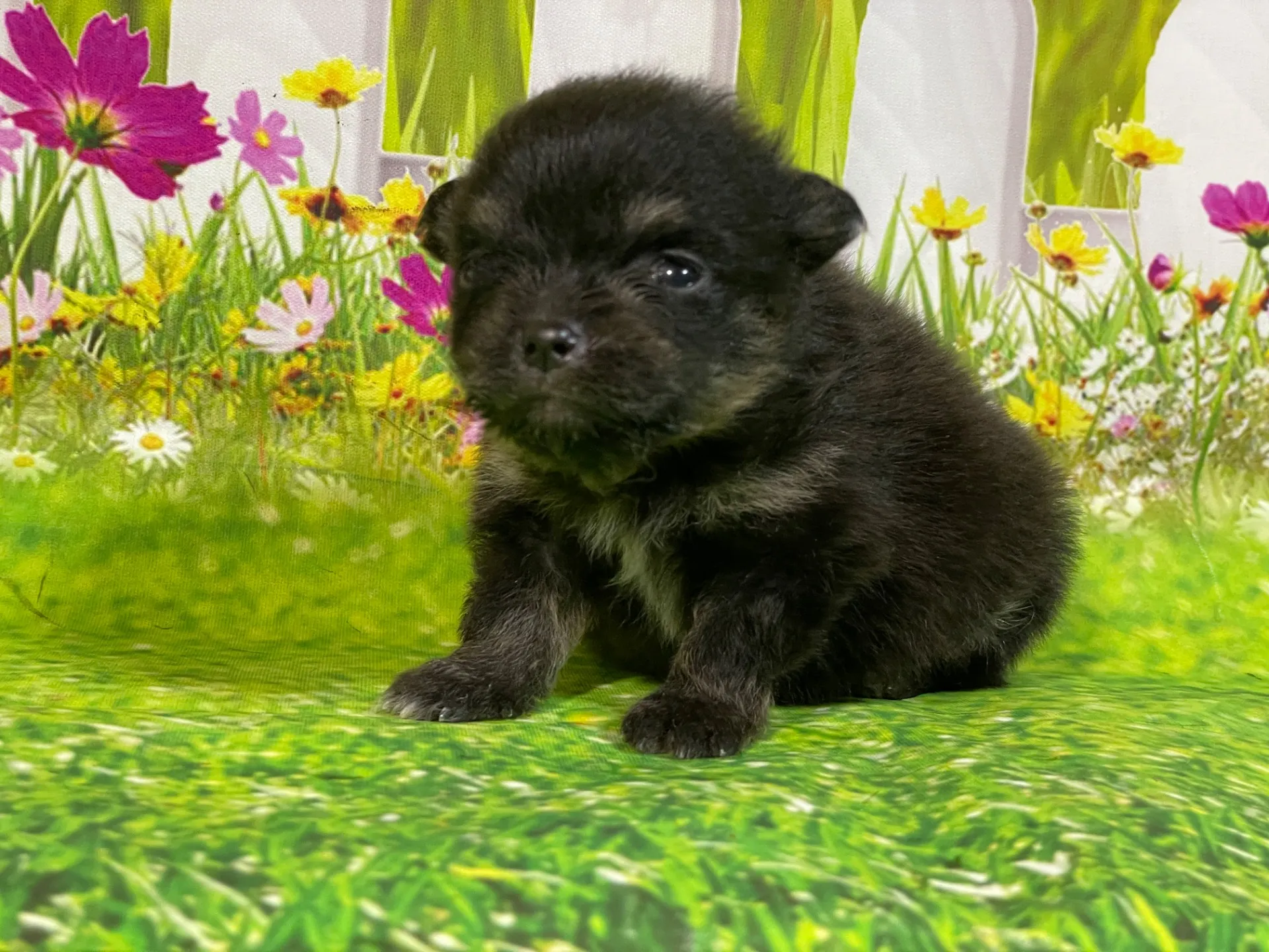 5/11生　<売約済>ポメラニアン