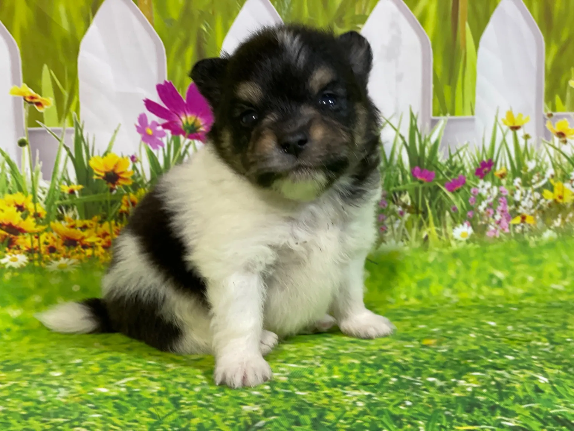 5/11生　<売約済>ポメラニアン