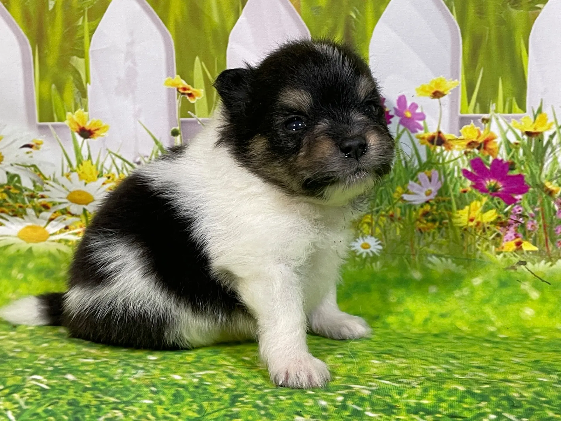 5/11生　<売約済>ポメラニアン