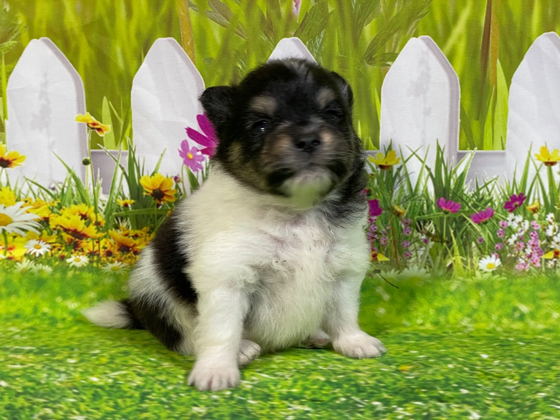 5/11生　<売約済>ポメラニアン