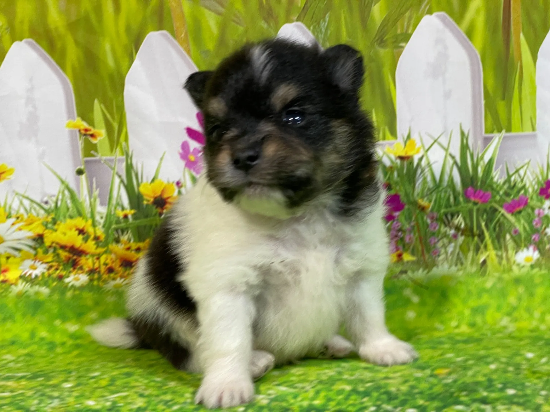 5/11生　<売約済>ポメラニアン