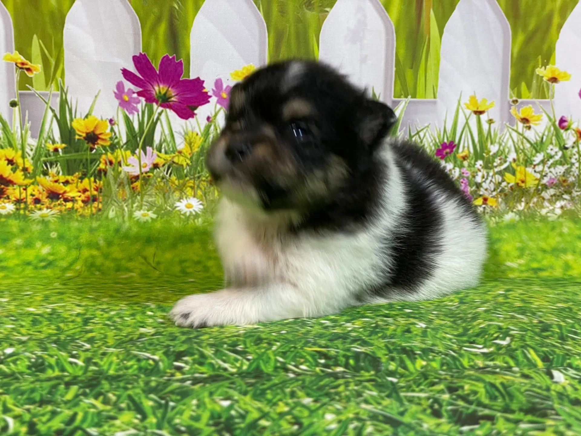 5/11生　<売約済>ポメラニアン