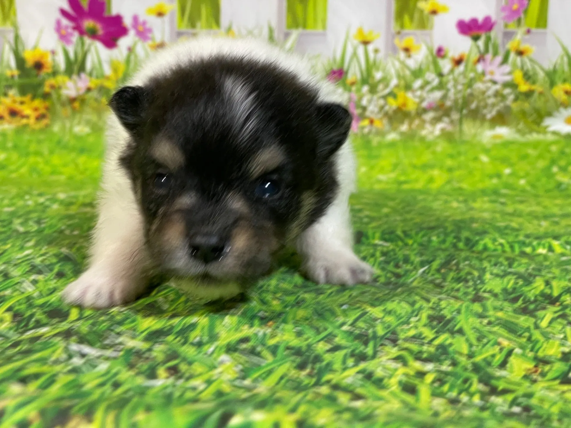 5/11生　<売約済>ポメラニアン