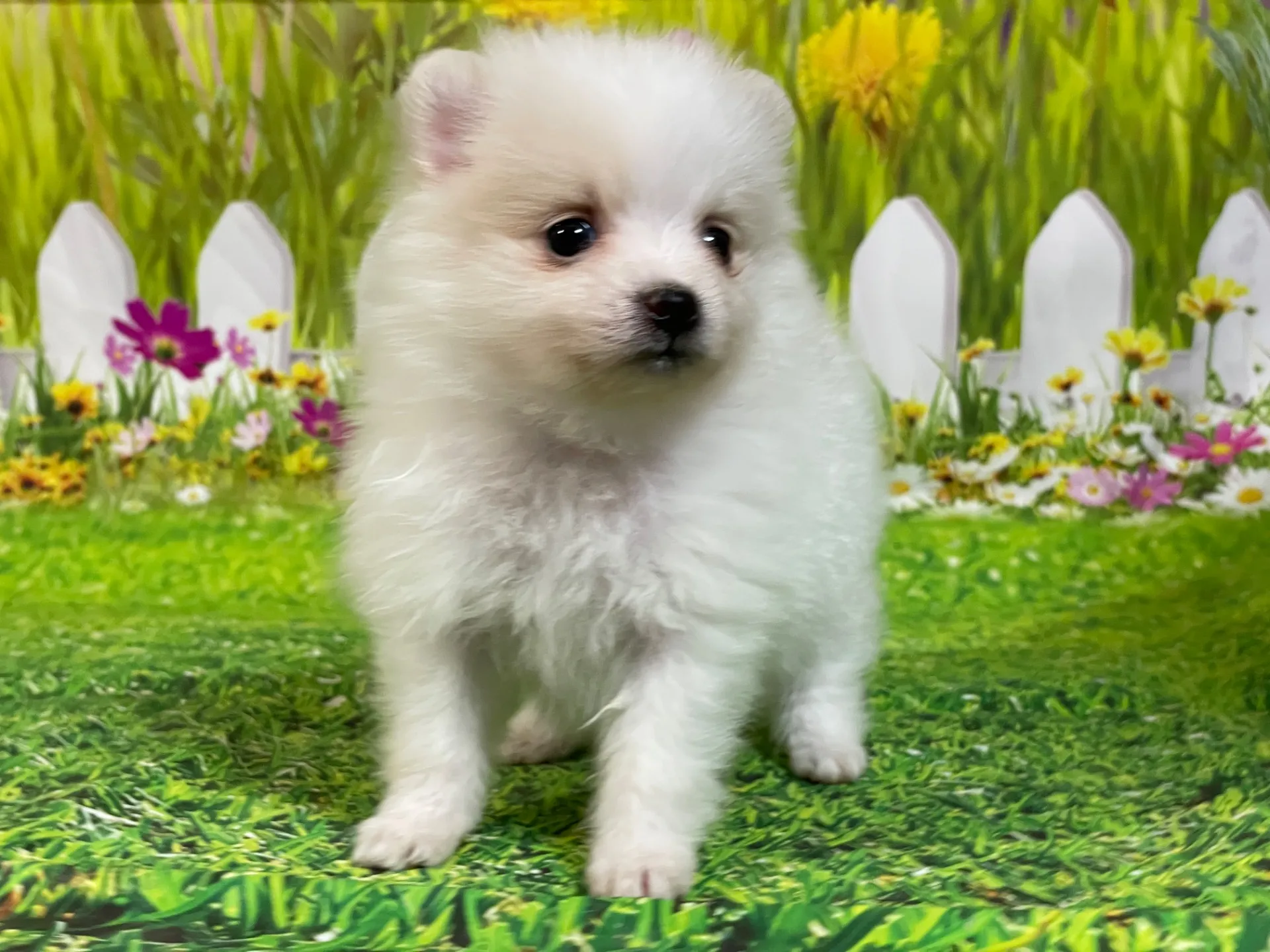 4/23生　<売約済>ポメラニアン