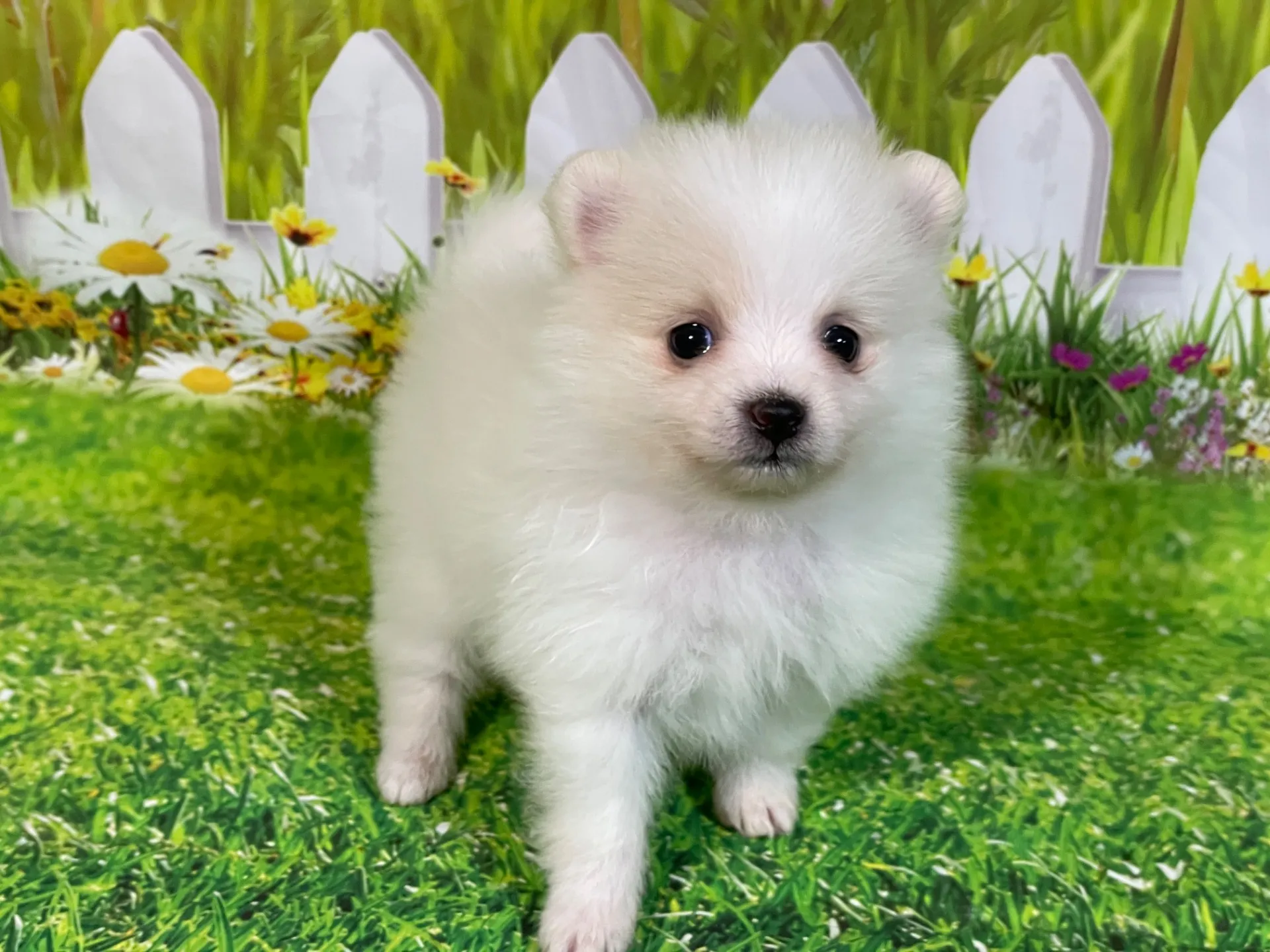 4/23生　<売約済>ポメラニアン