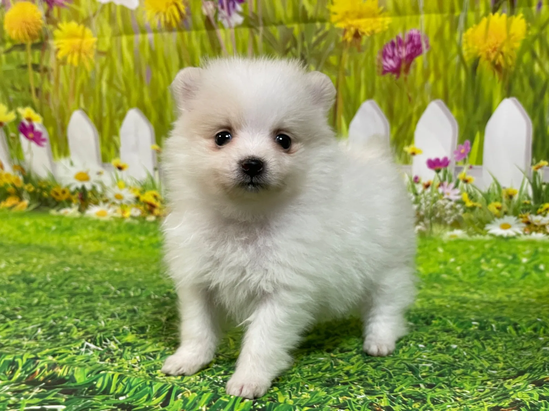 4/23生　<売約済>ポメラニアン