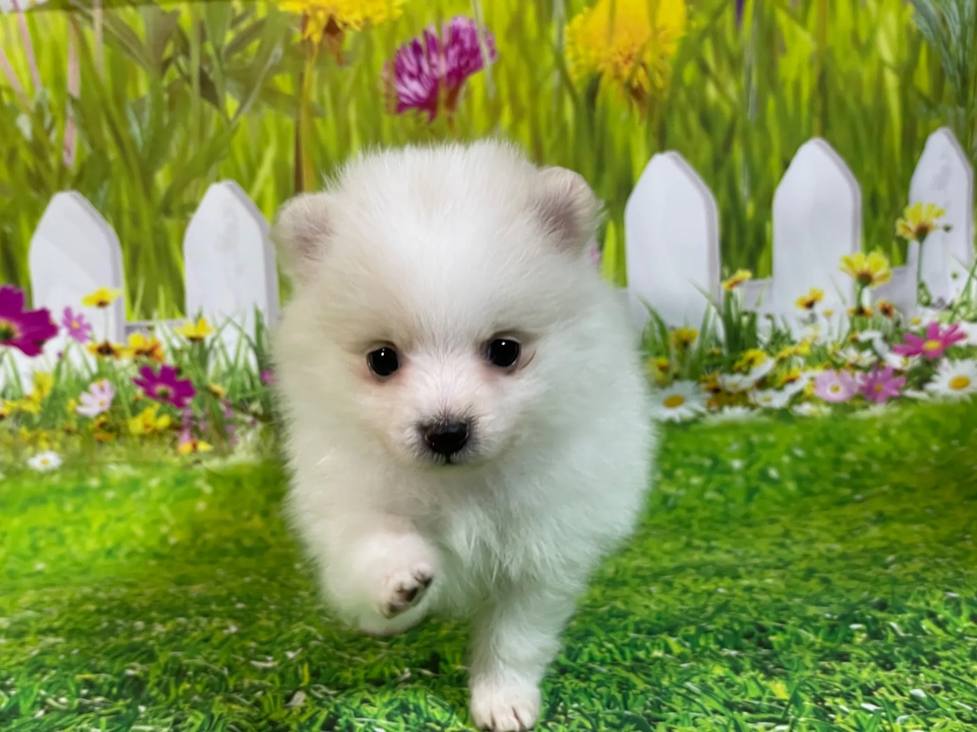 4/23生　<売約済>ポメラニアン