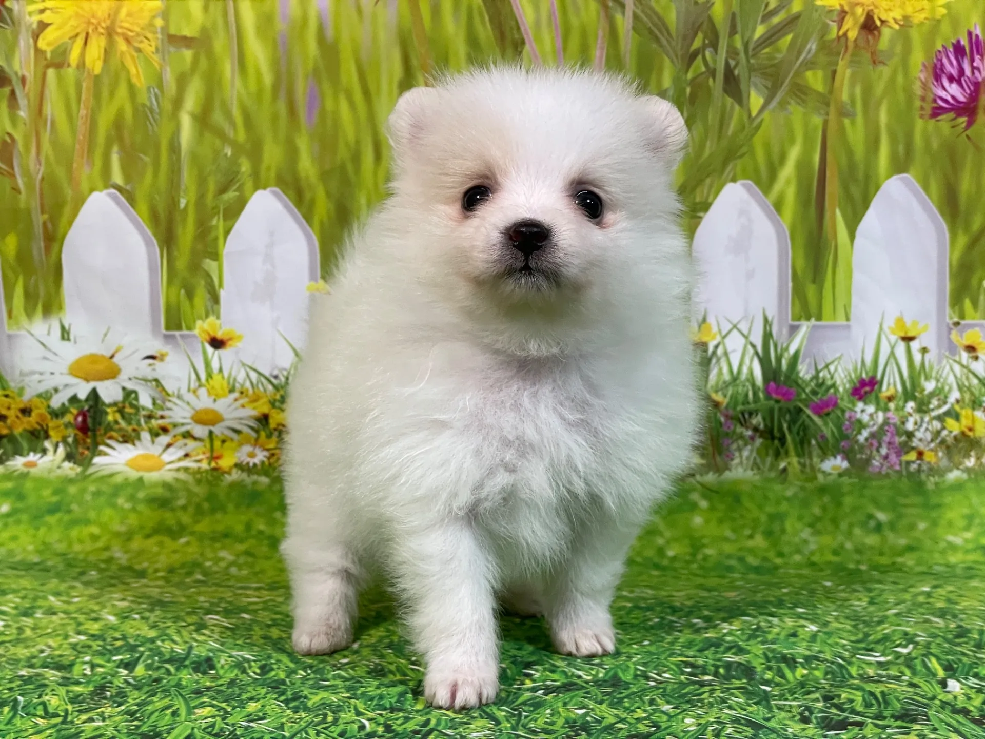 4/23生　<売約済>ポメラニアン