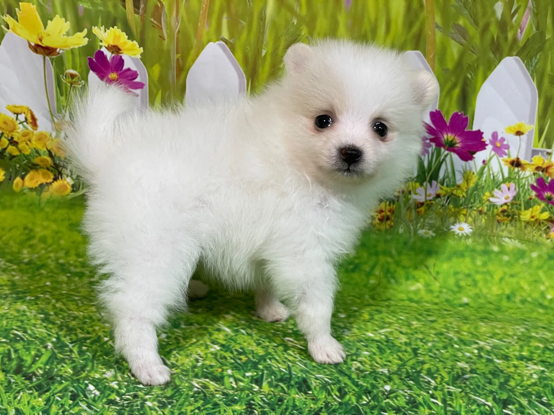 4/23生　<売約済>ポメラニアン