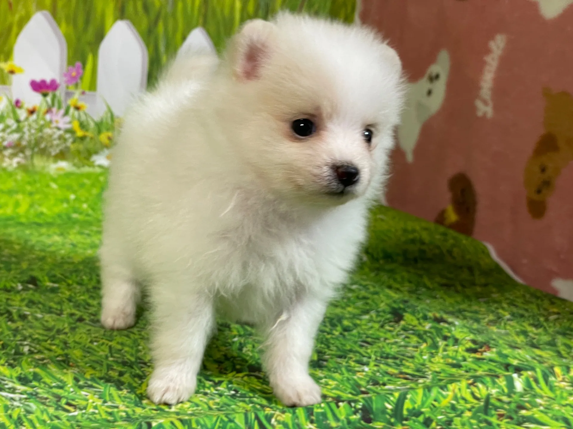 4/23生　<売約済>ポメラニアン