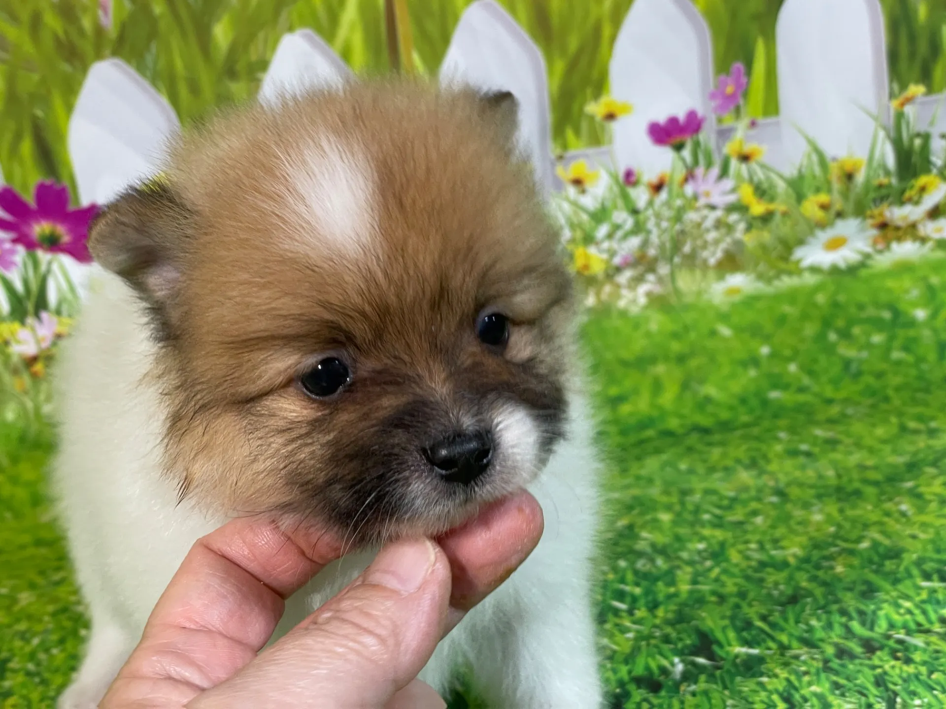 4/23生　<売約済>ポメラニアン