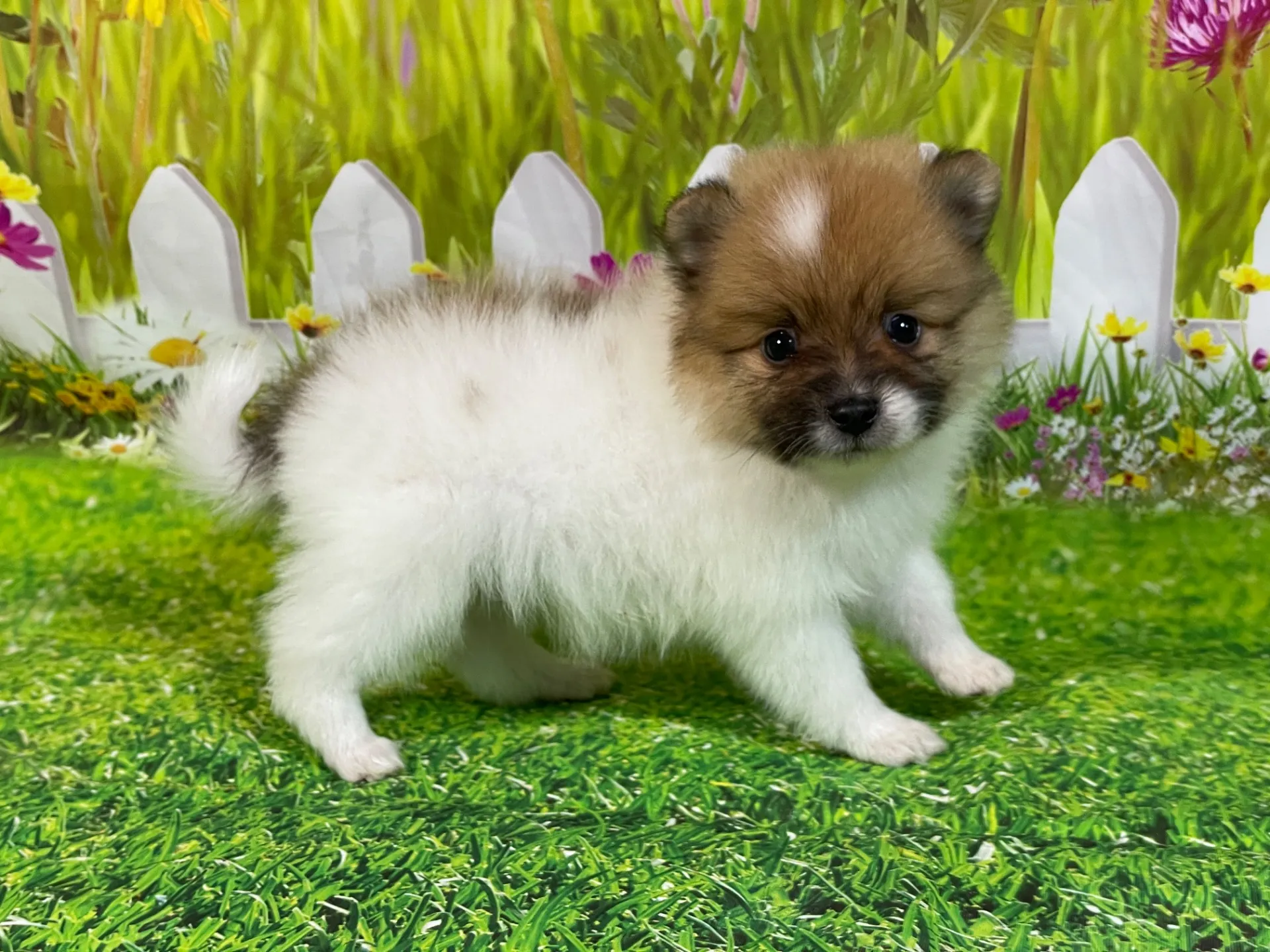 4/23生　<売約済>ポメラニアン