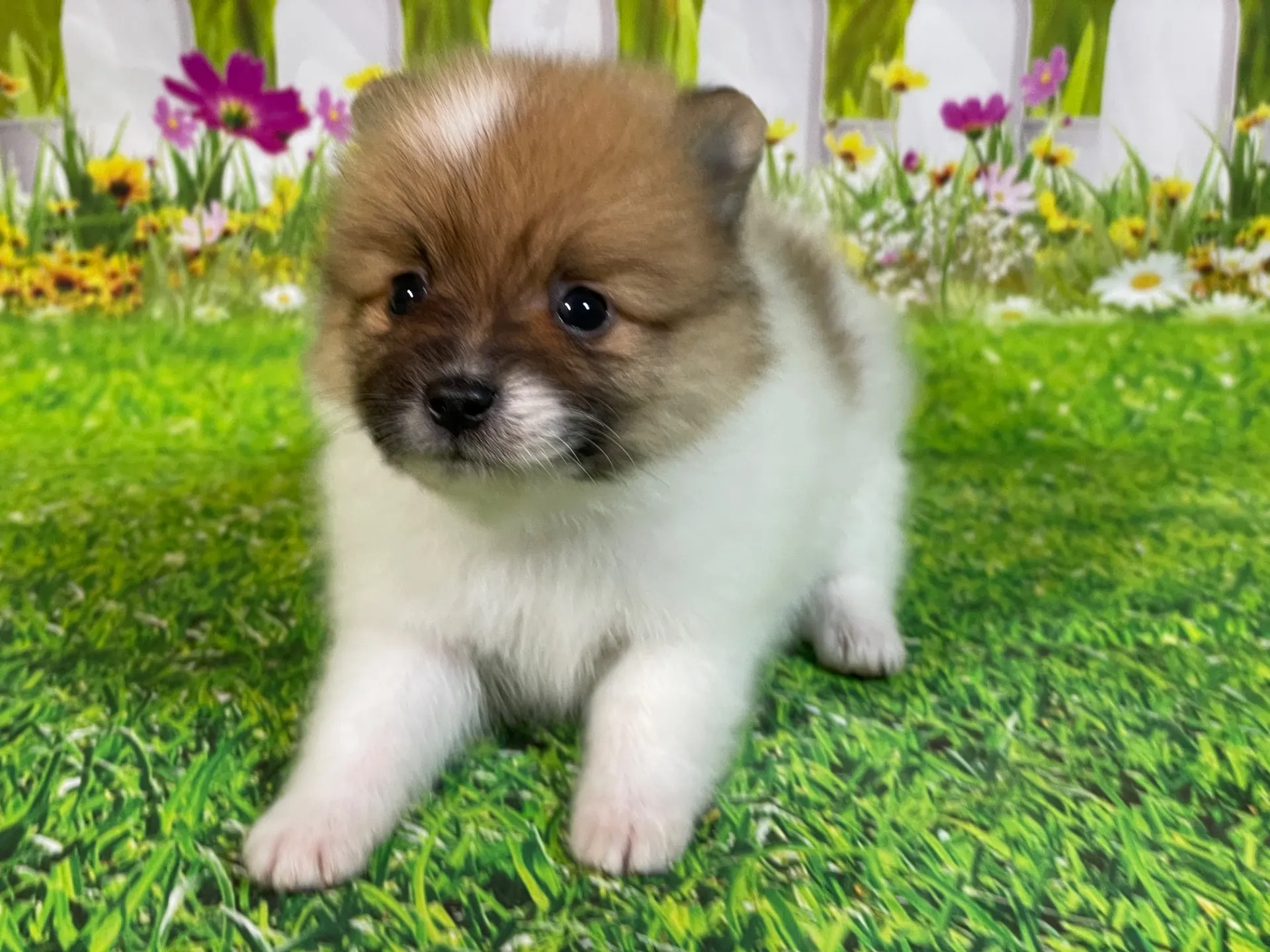 4/23生　<売約済>ポメラニアン