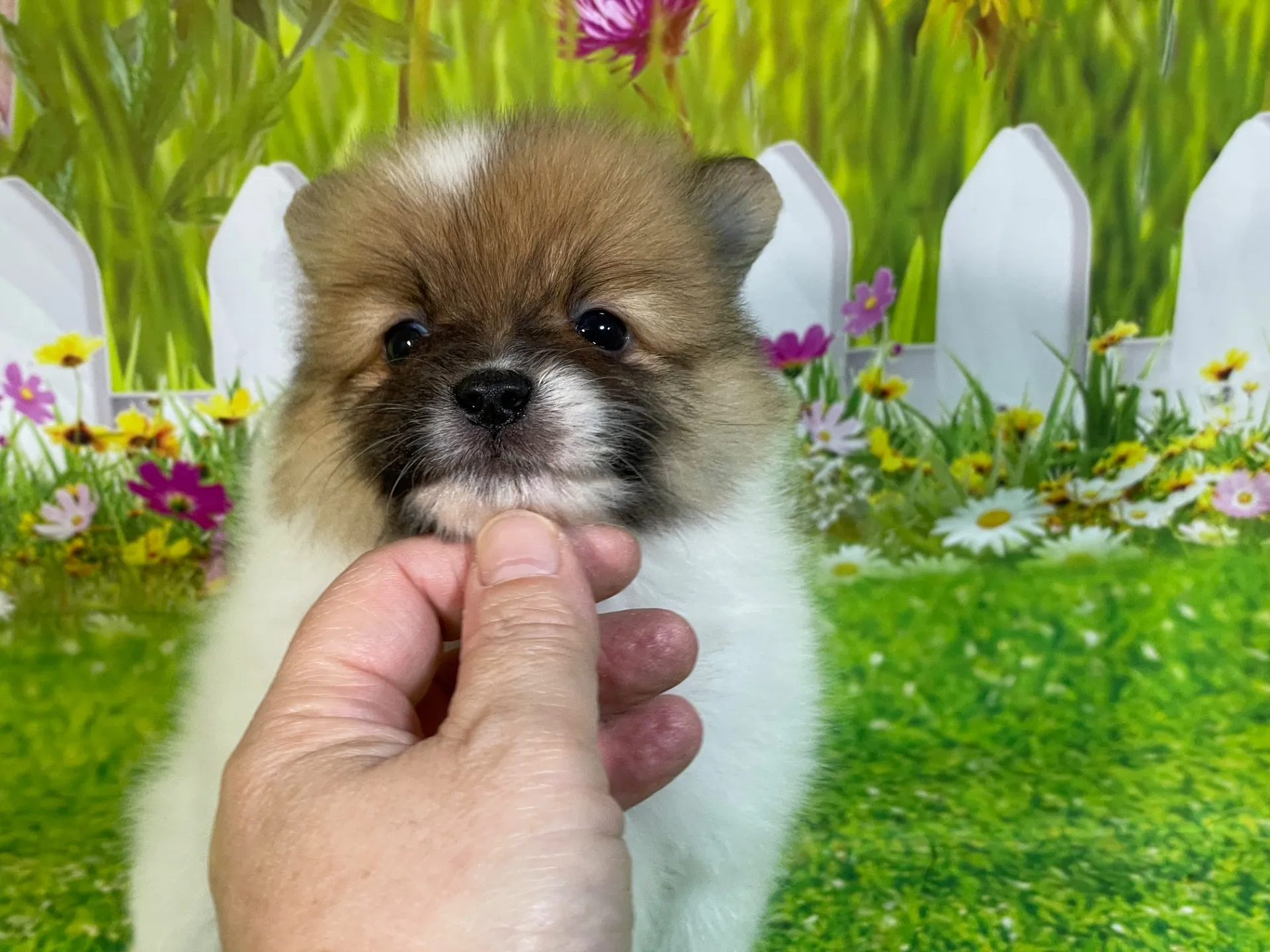 4/23生　<売約済>ポメラニアン