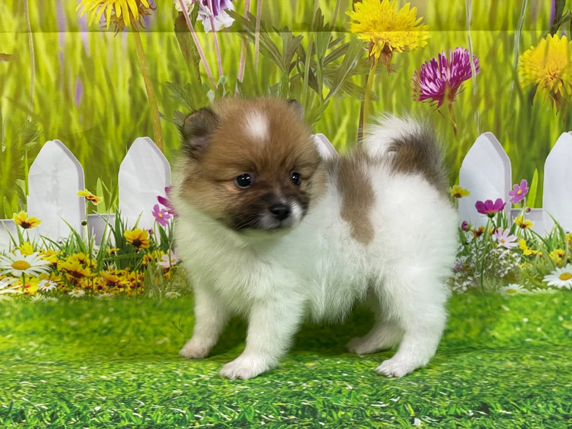 4/23生　<売約済>ポメラニアン