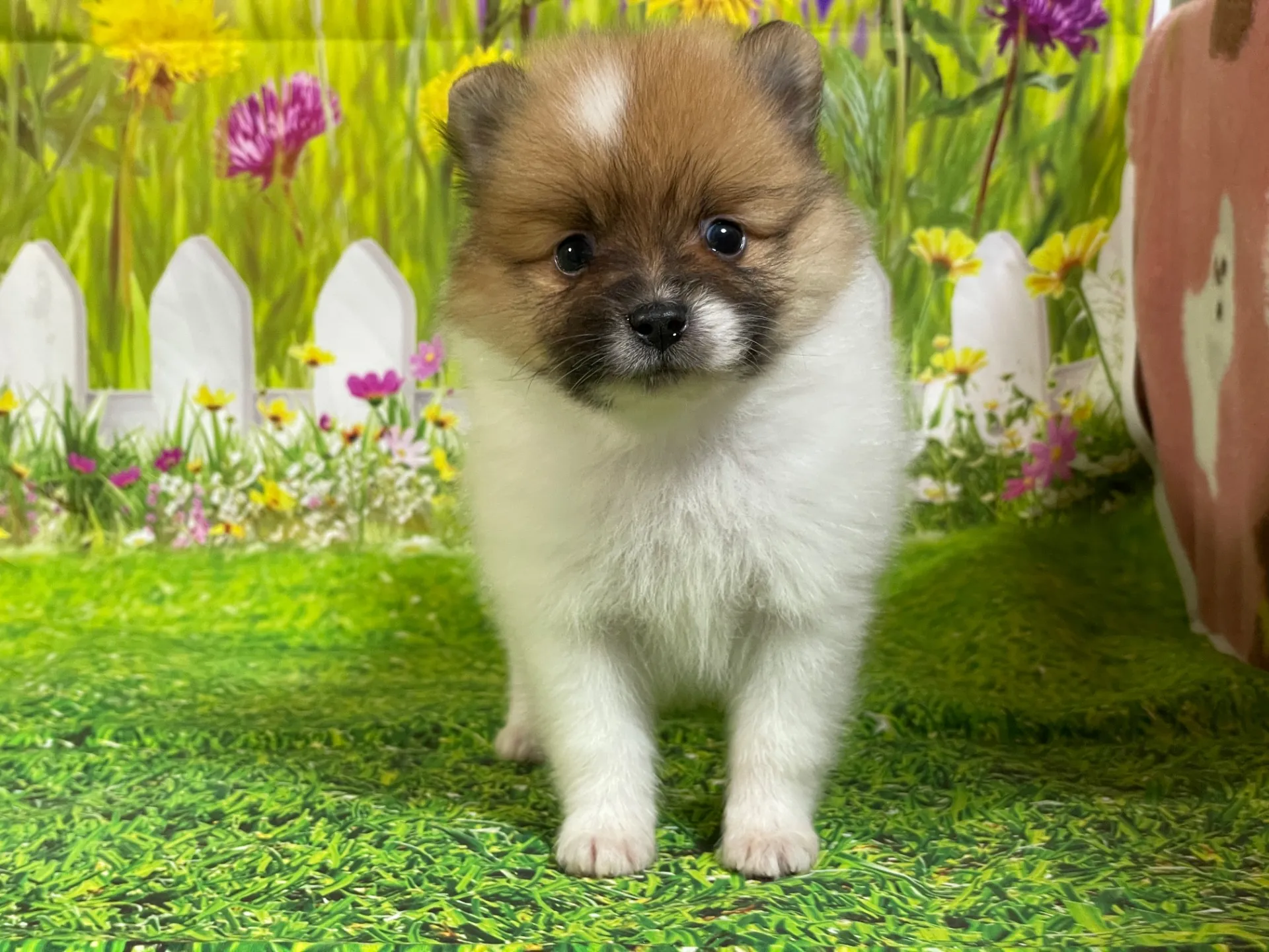 4/23生　<売約済>ポメラニアン