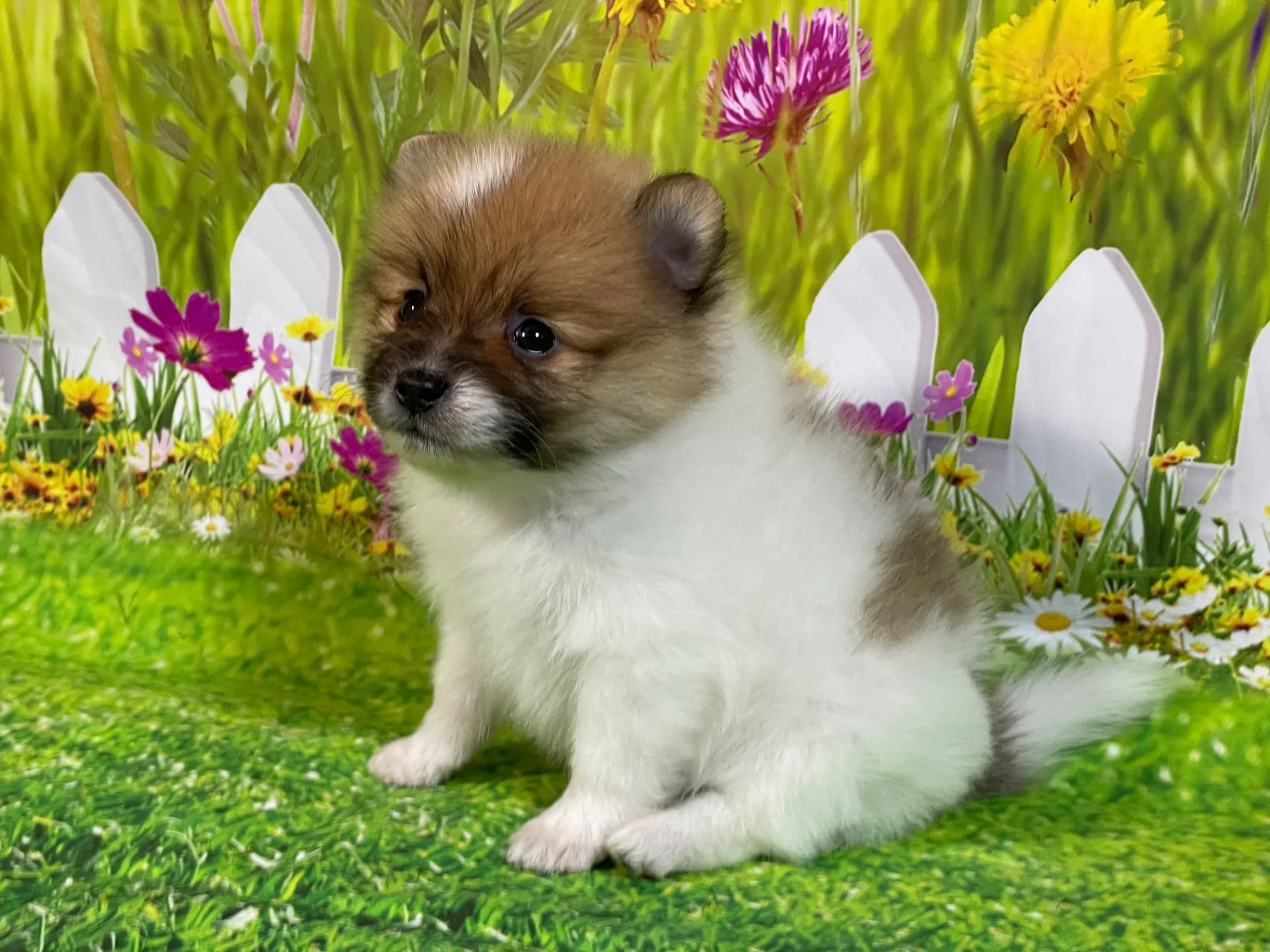 4/23生　<売約済>ポメラニアン