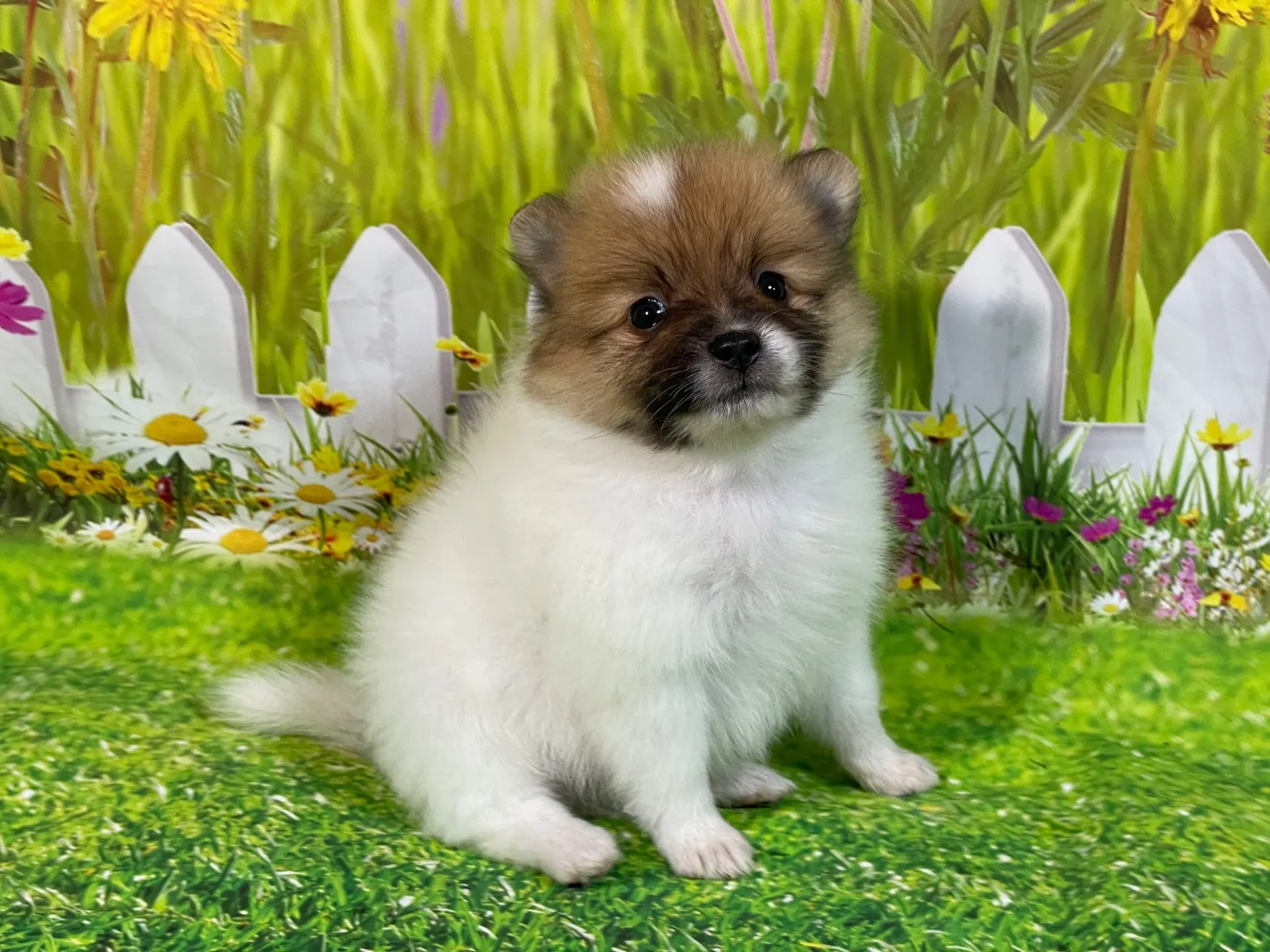 4/23生　<売約済>ポメラニアン