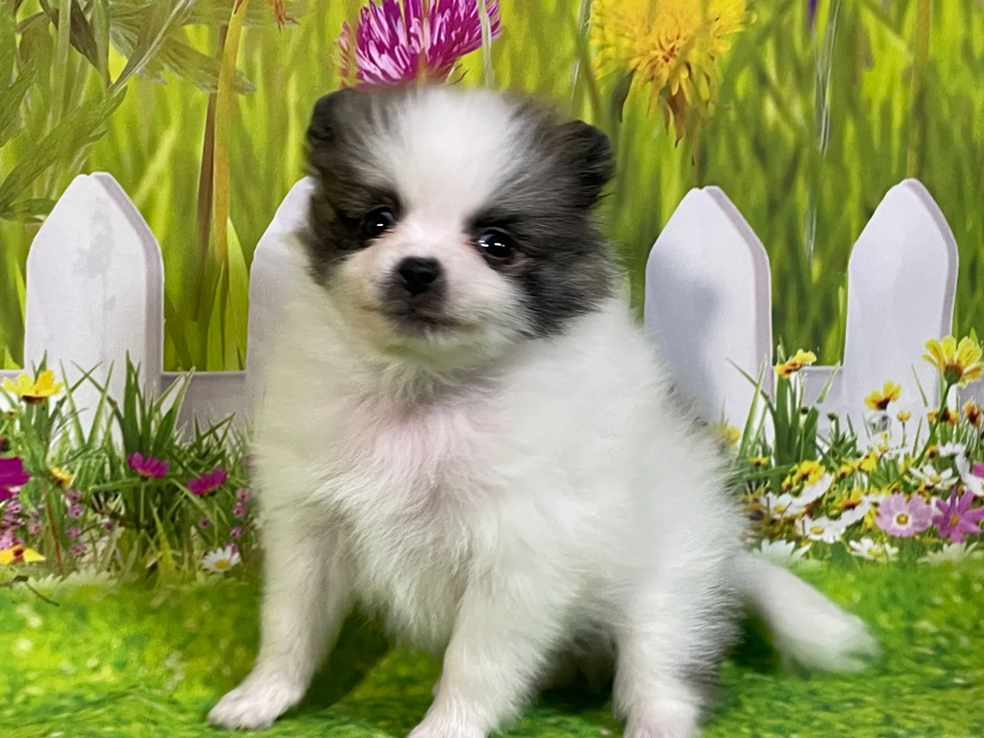 4/23生　<募集中>ポメラニアン