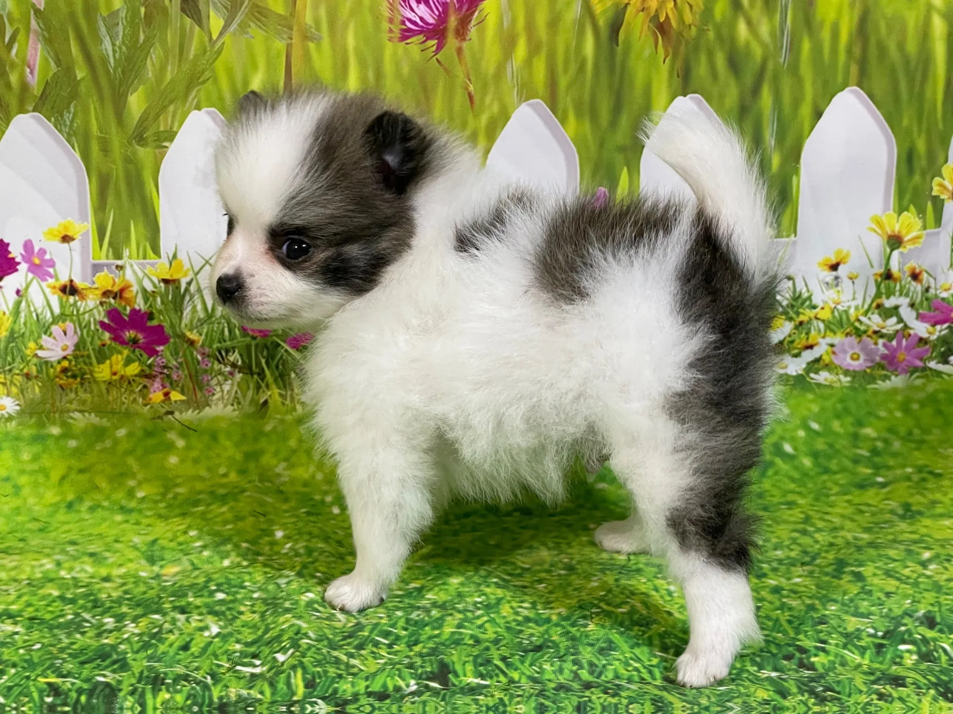 4/23生　<募集中>ポメラニアン