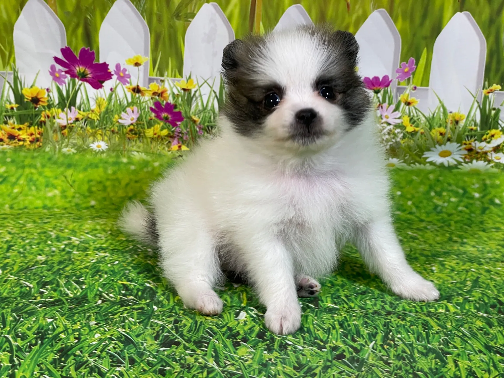 4/23生　<募集中>ポメラニアン