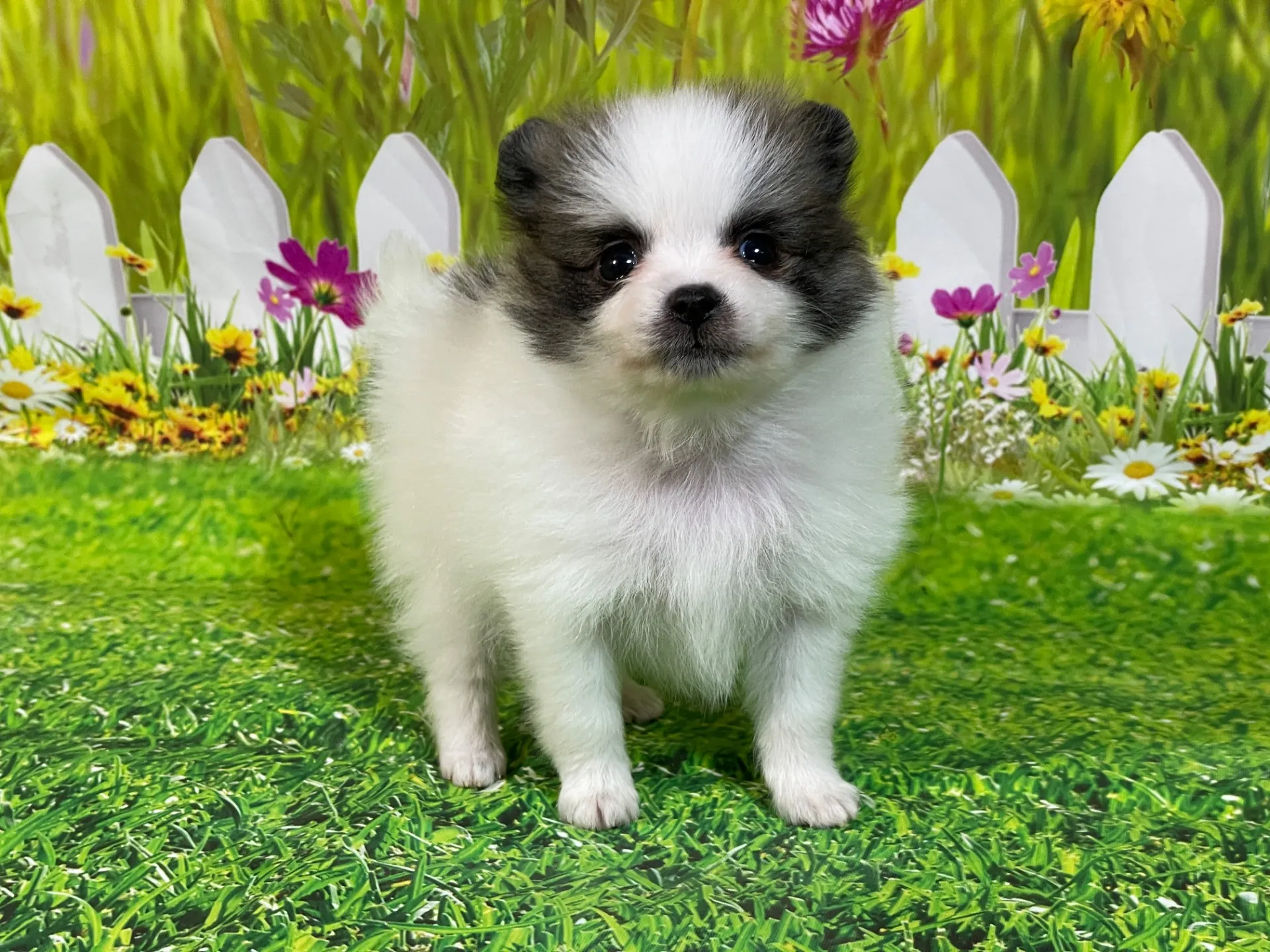 4/23生　<募集中>ポメラニアン