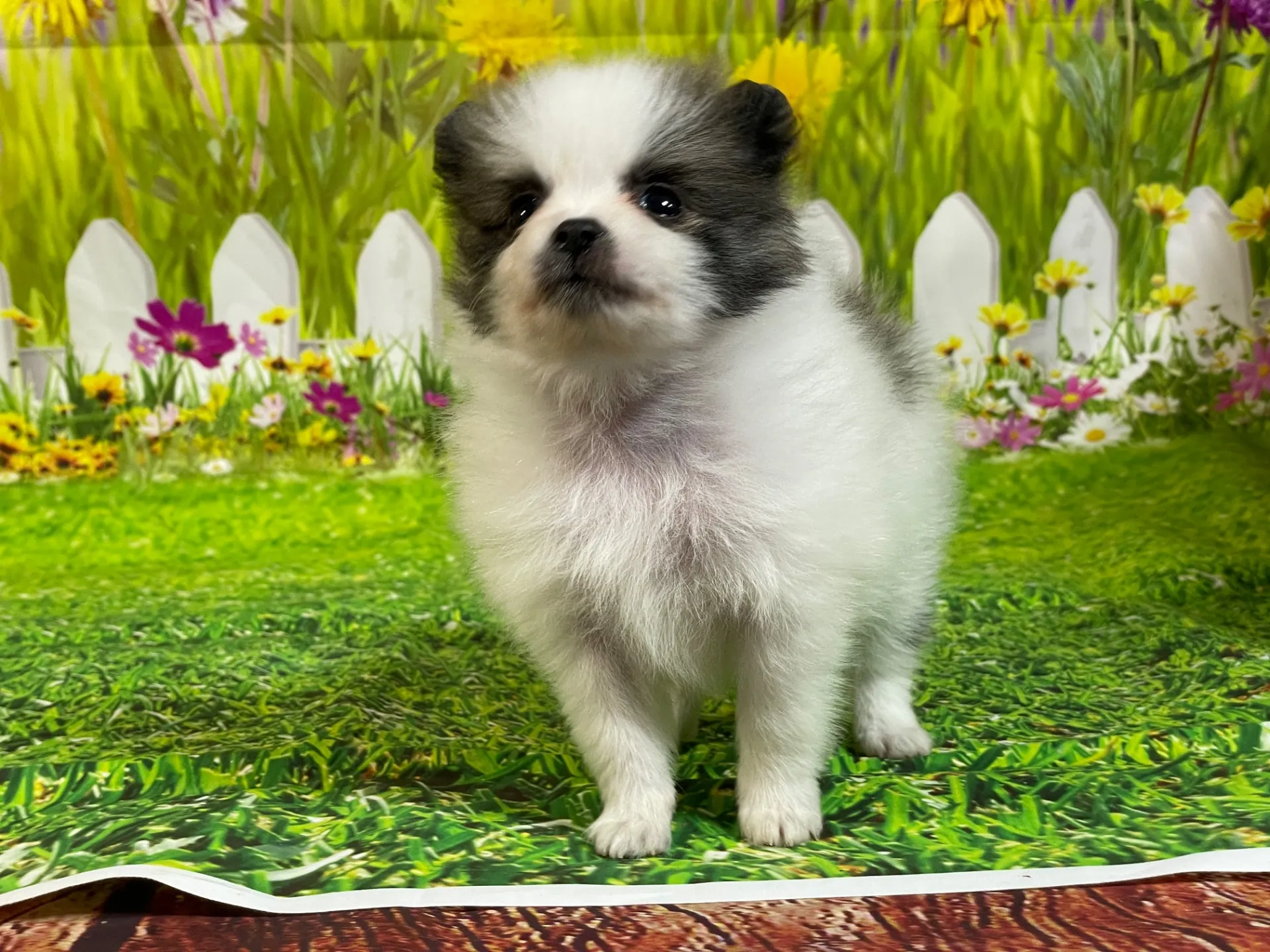 4/23生　<募集中>ポメラニアン