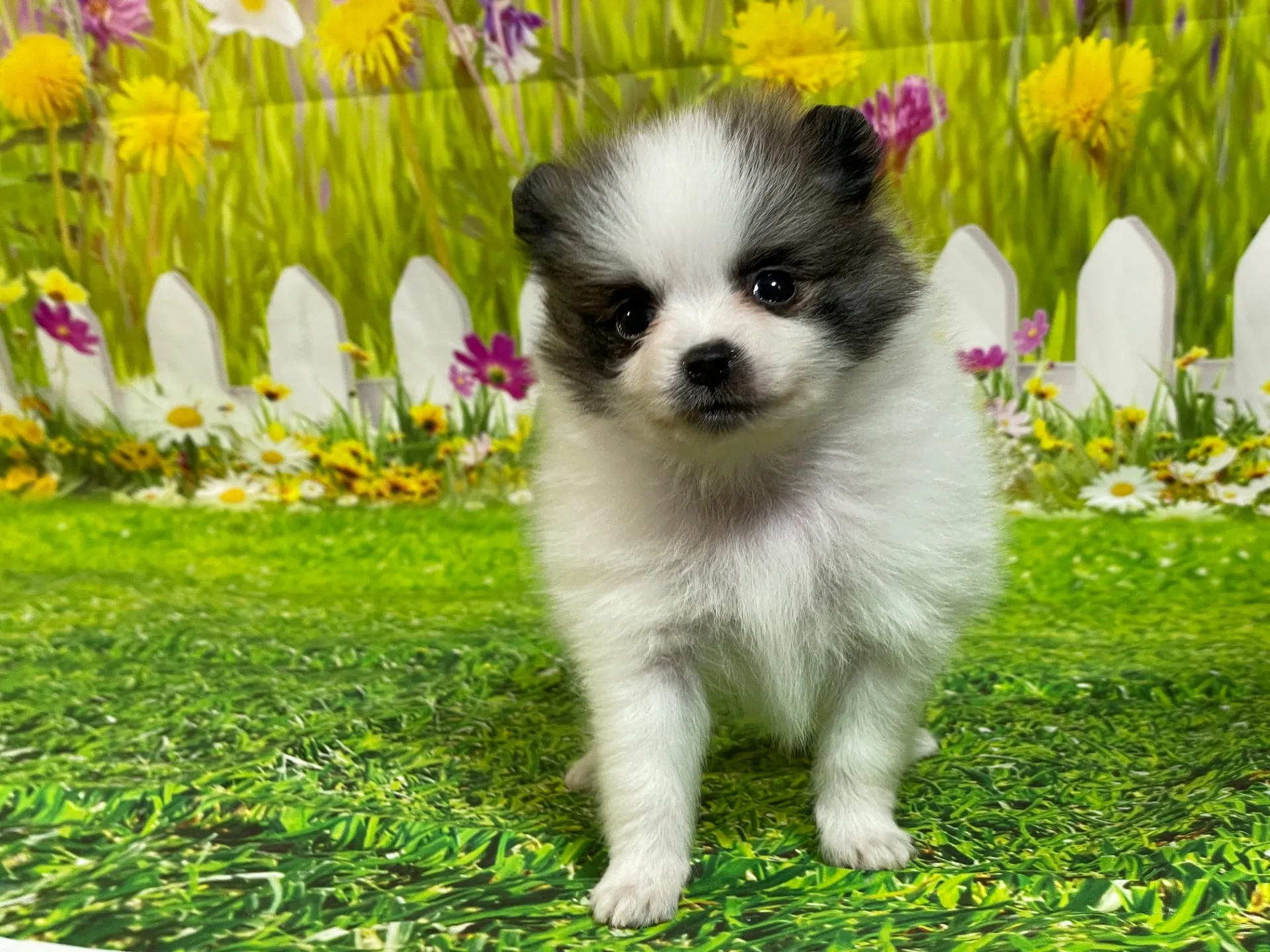 4/23生　<募集中>ポメラニアン