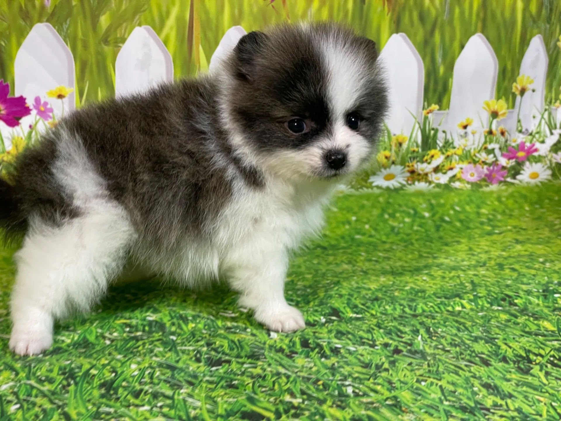 4/23生　<売約済>ポメラニアン