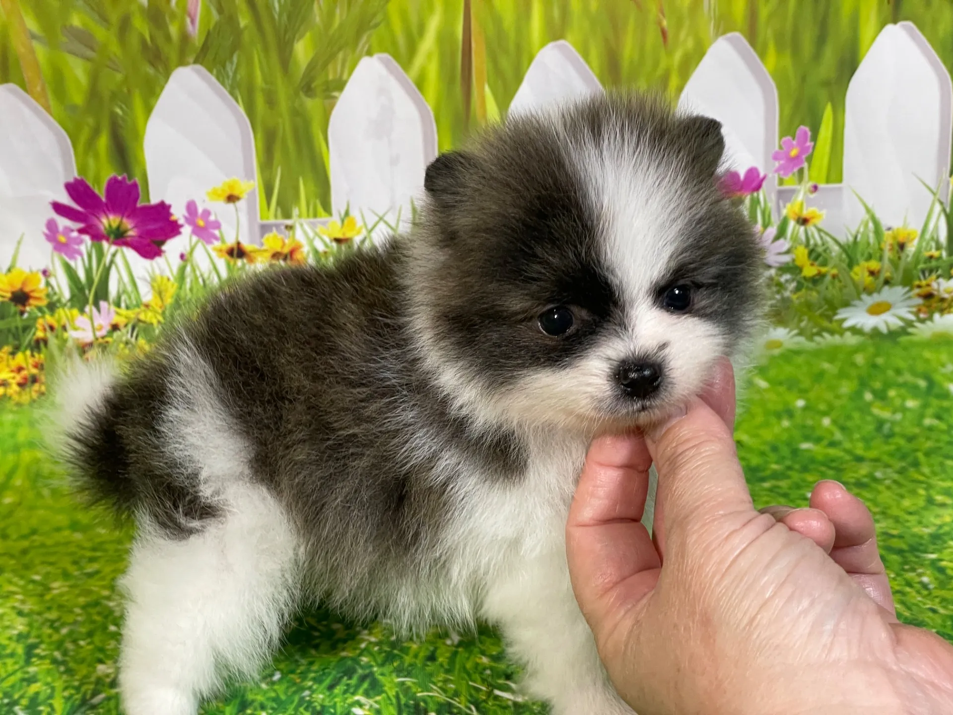 4/23生　<売約済>ポメラニアン