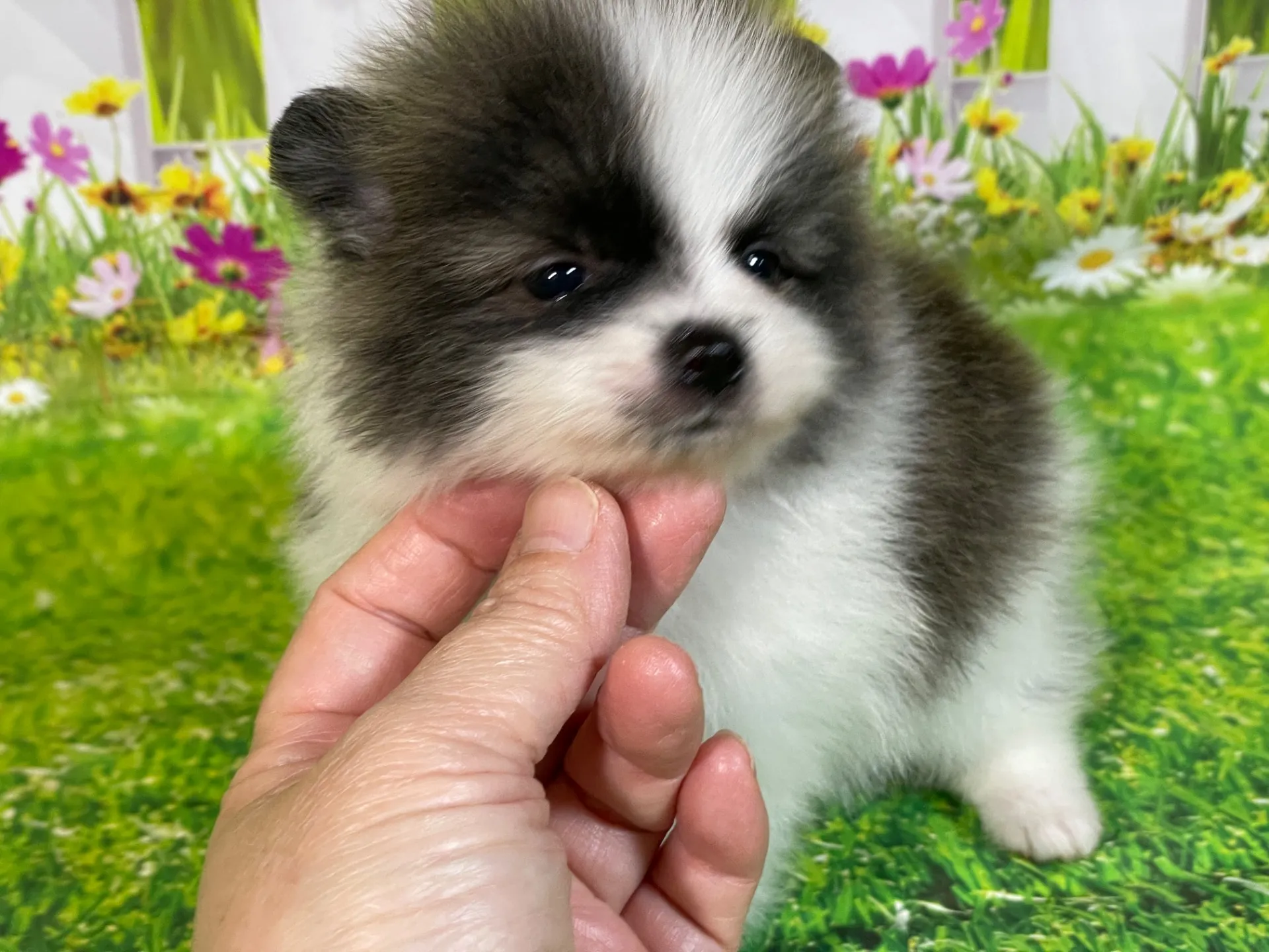 4/23生　<売約済>ポメラニアン