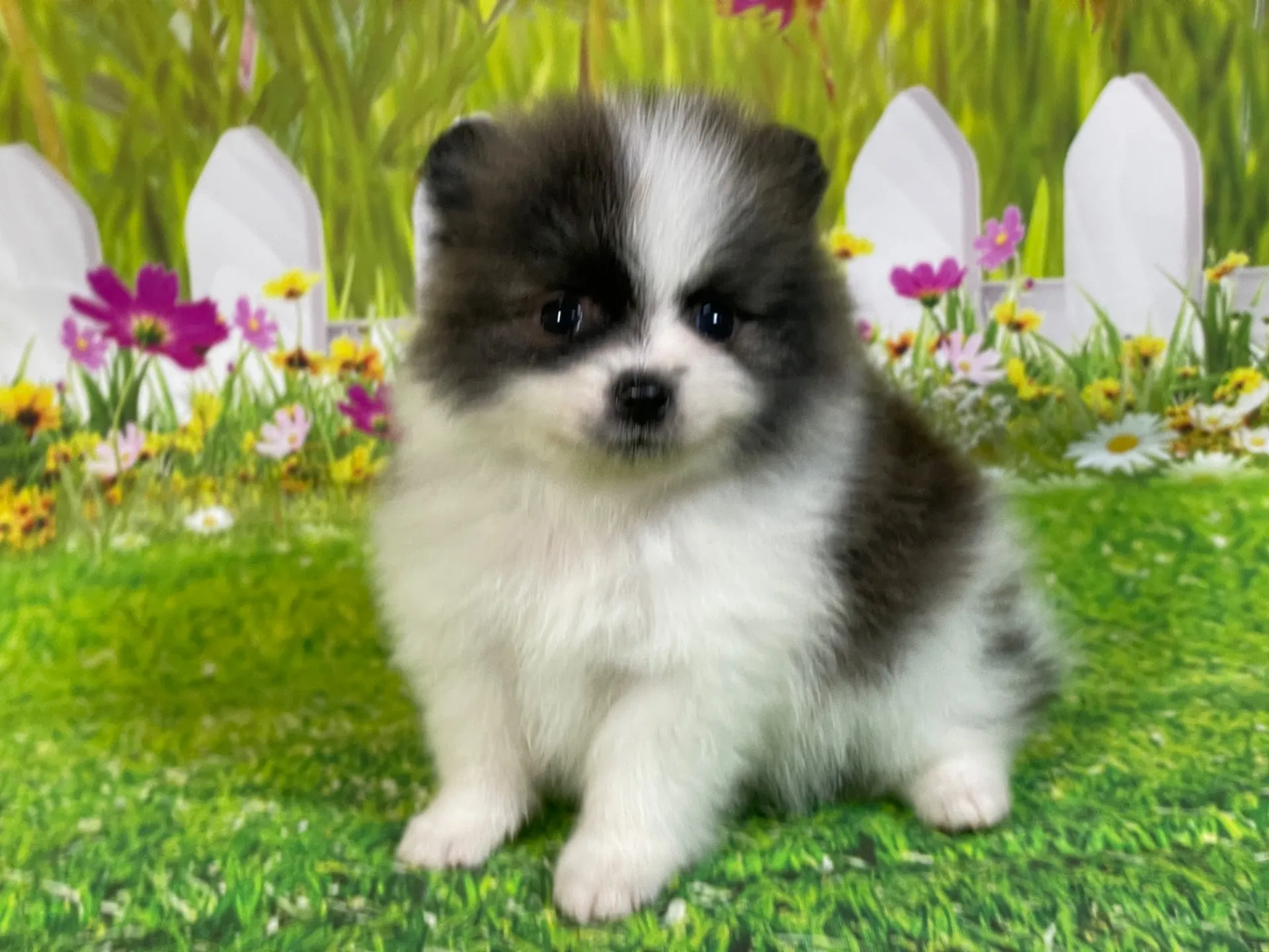 4/23生　<売約済>ポメラニアン