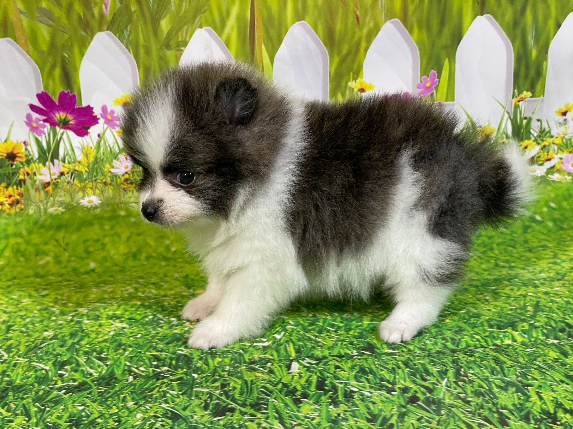 4/23生　<売約済>ポメラニアン