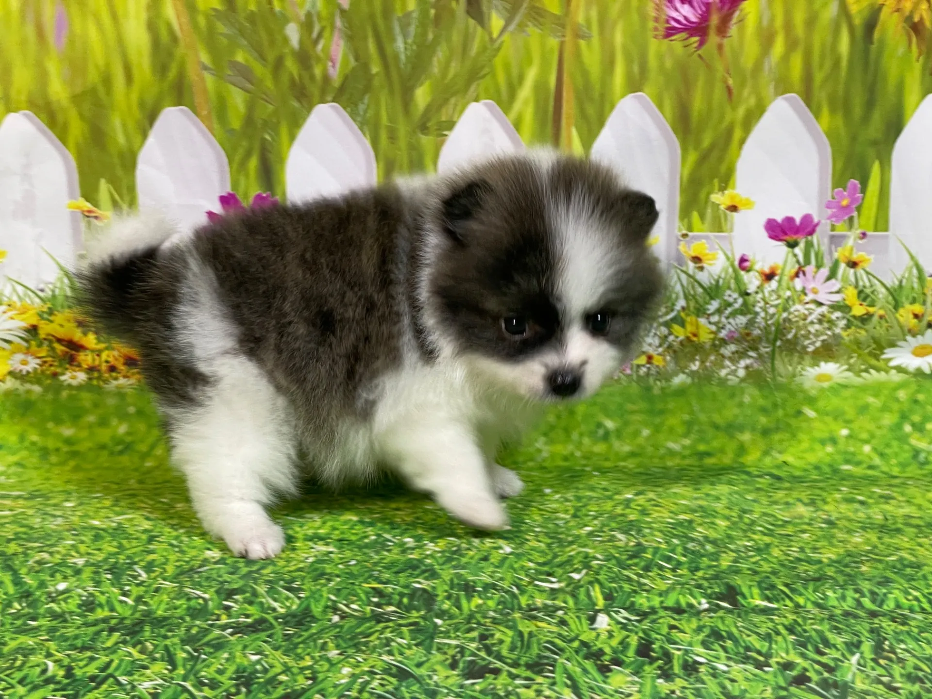 4/23生　<売約済>ポメラニアン