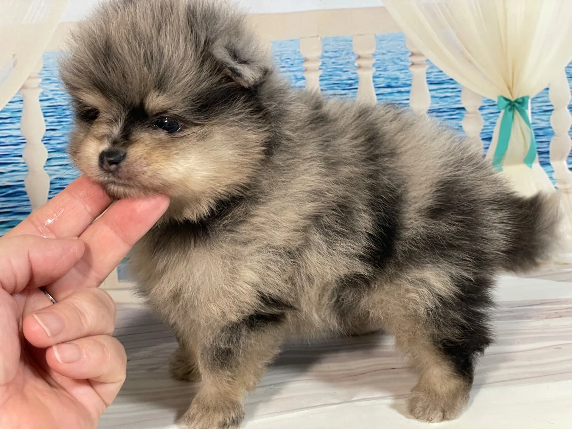 5/23生　<売約済>ポメラニアン