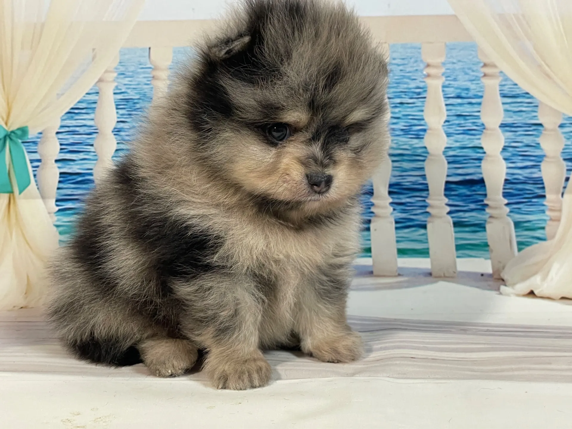 5/23生　<売約済>ポメラニアン