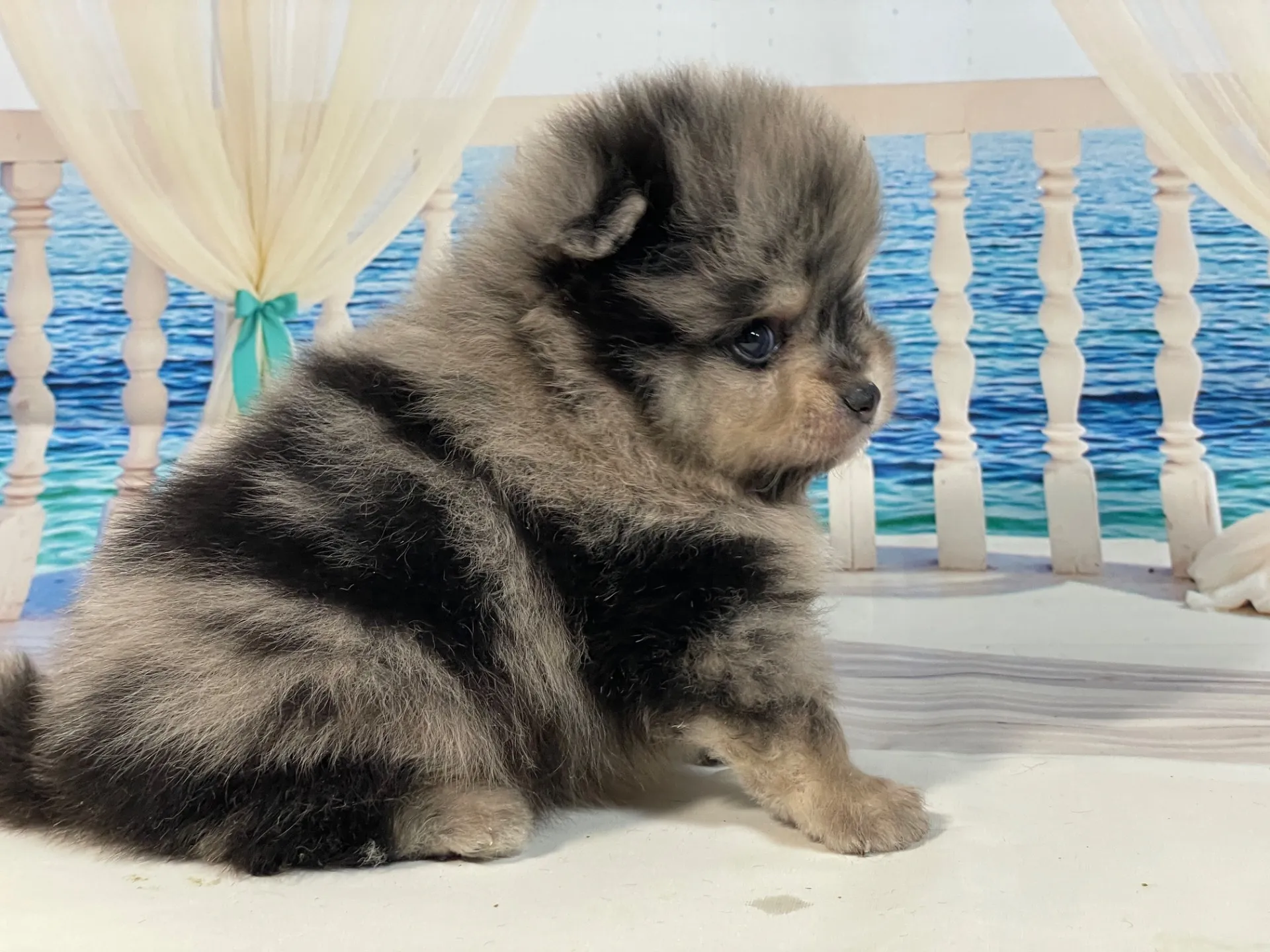 5/23生　<売約済>ポメラニアン