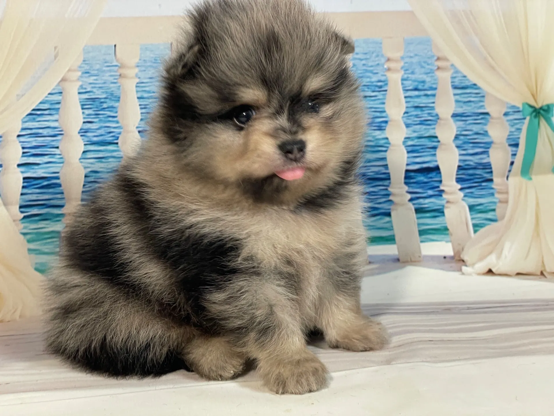 5/23生　<売約済>ポメラニアン