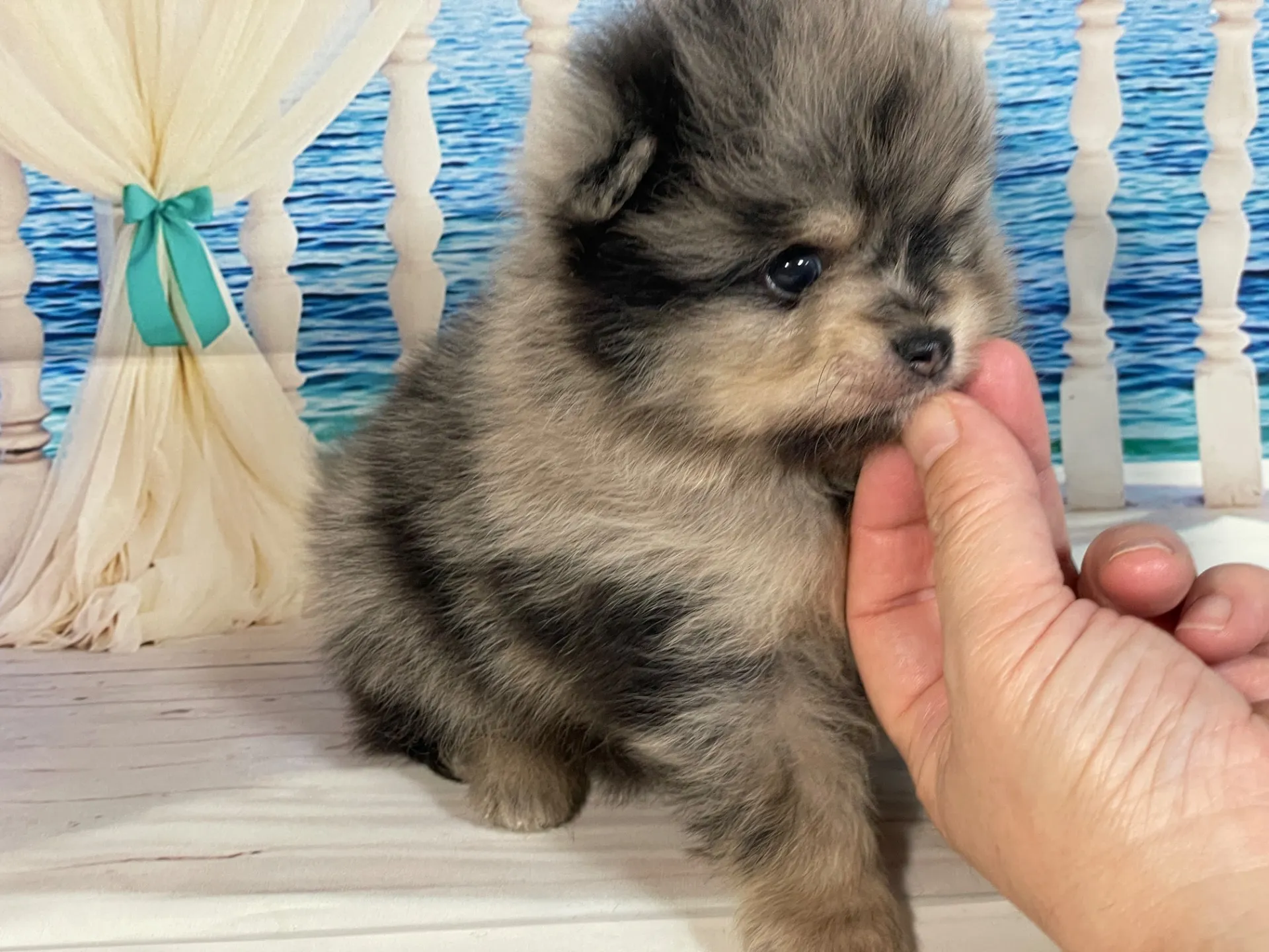 5/23生　<売約済>ポメラニアン