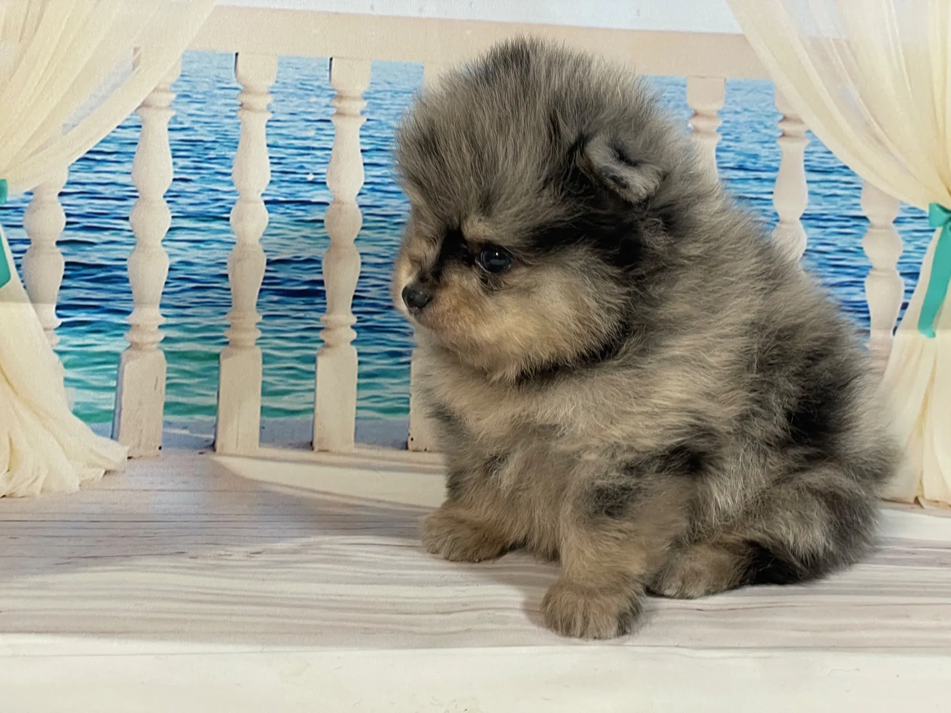 5/23生　<売約済>ポメラニアン