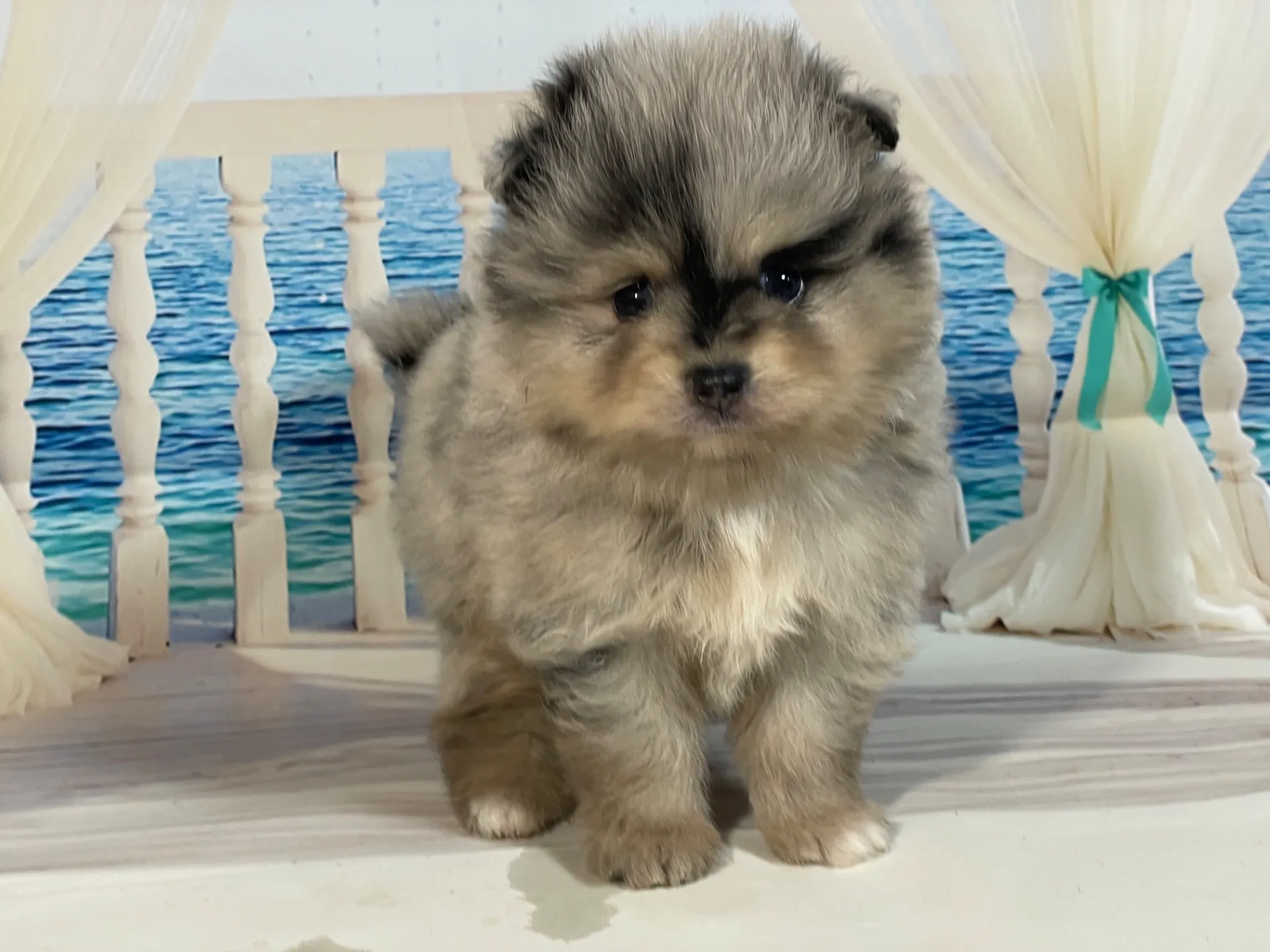 5/23生　<売約済>ポメラニアン