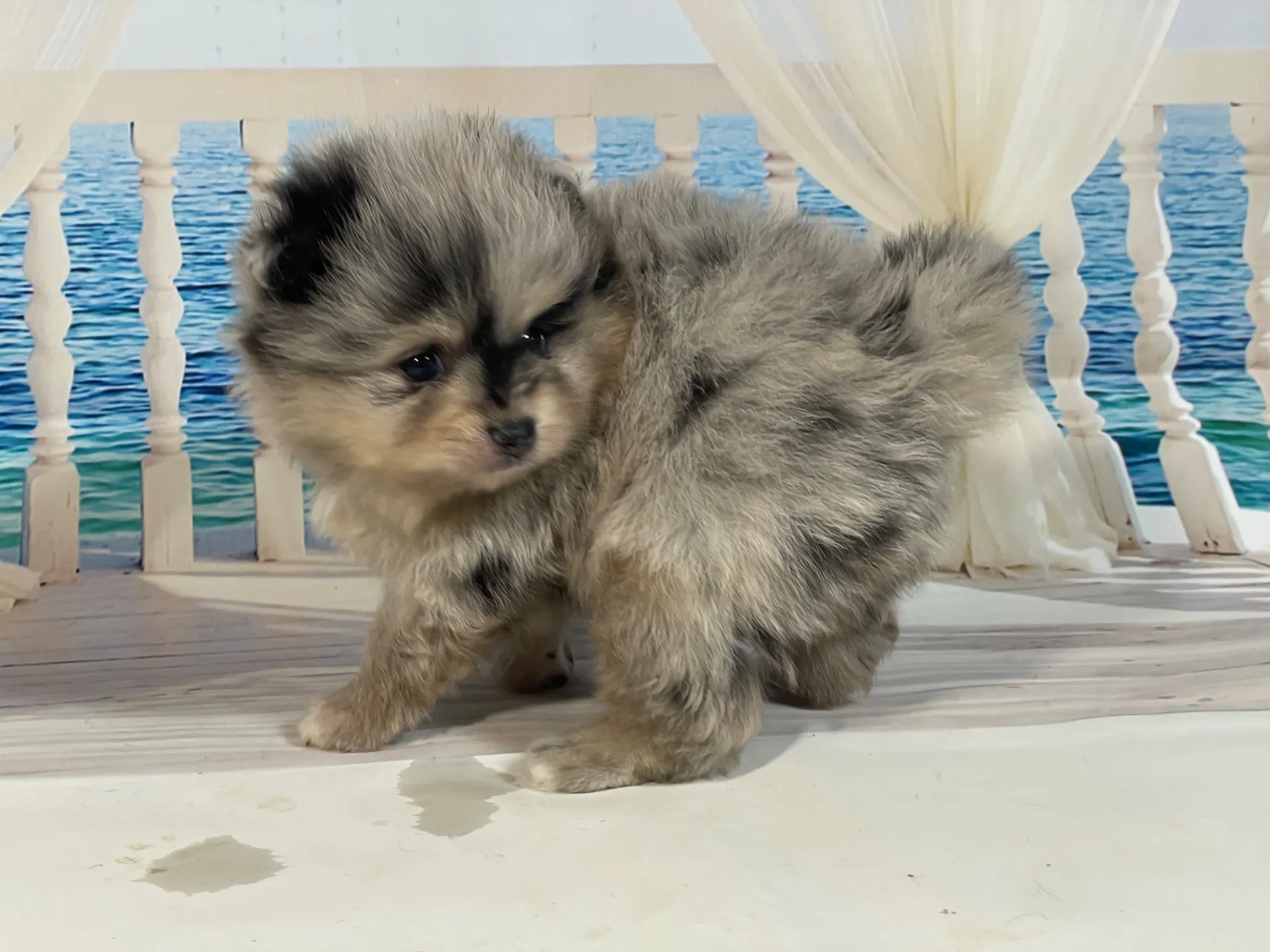 5/23生　<売約済>ポメラニアン