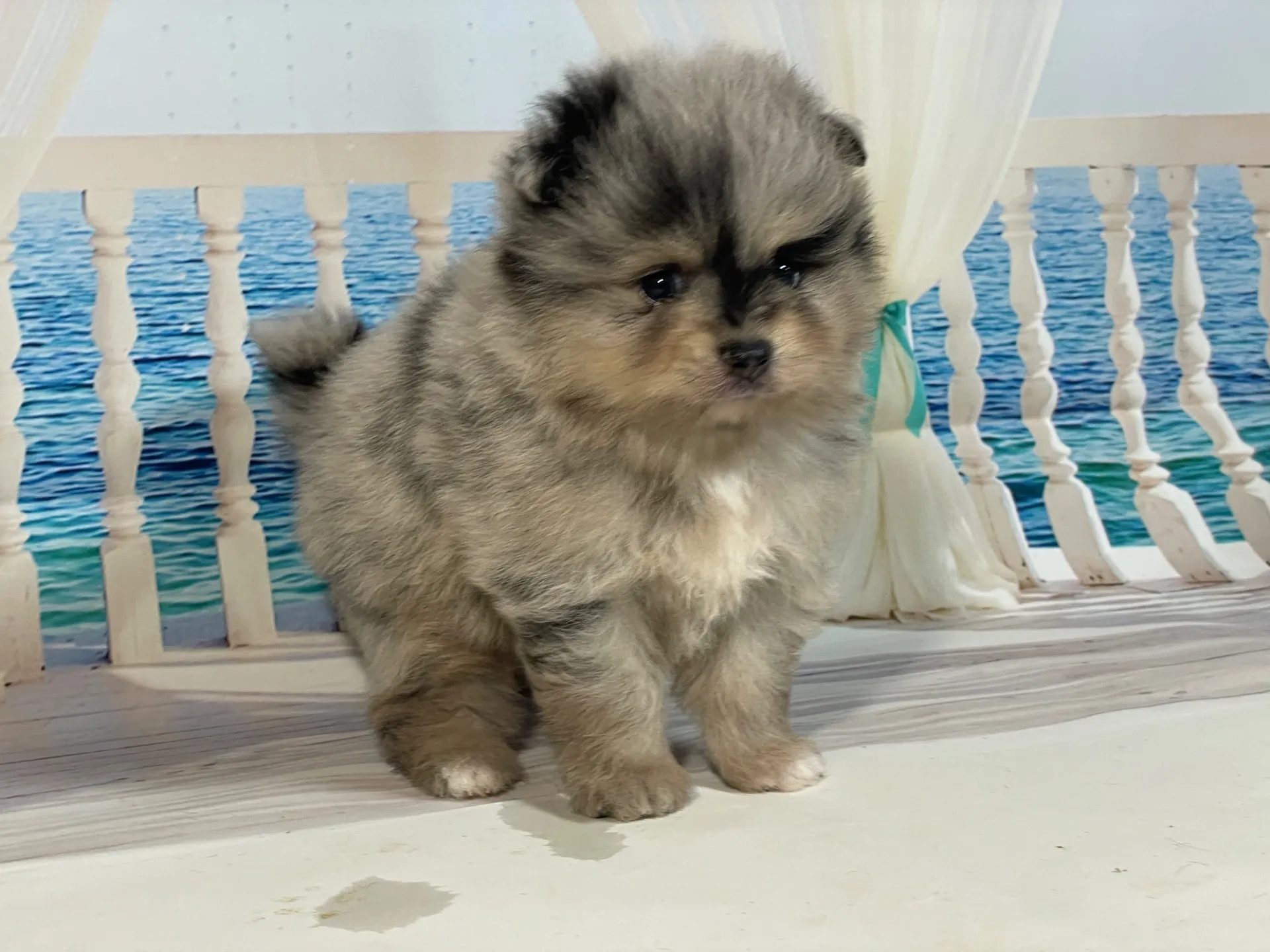 5/23生　<売約済>ポメラニアン